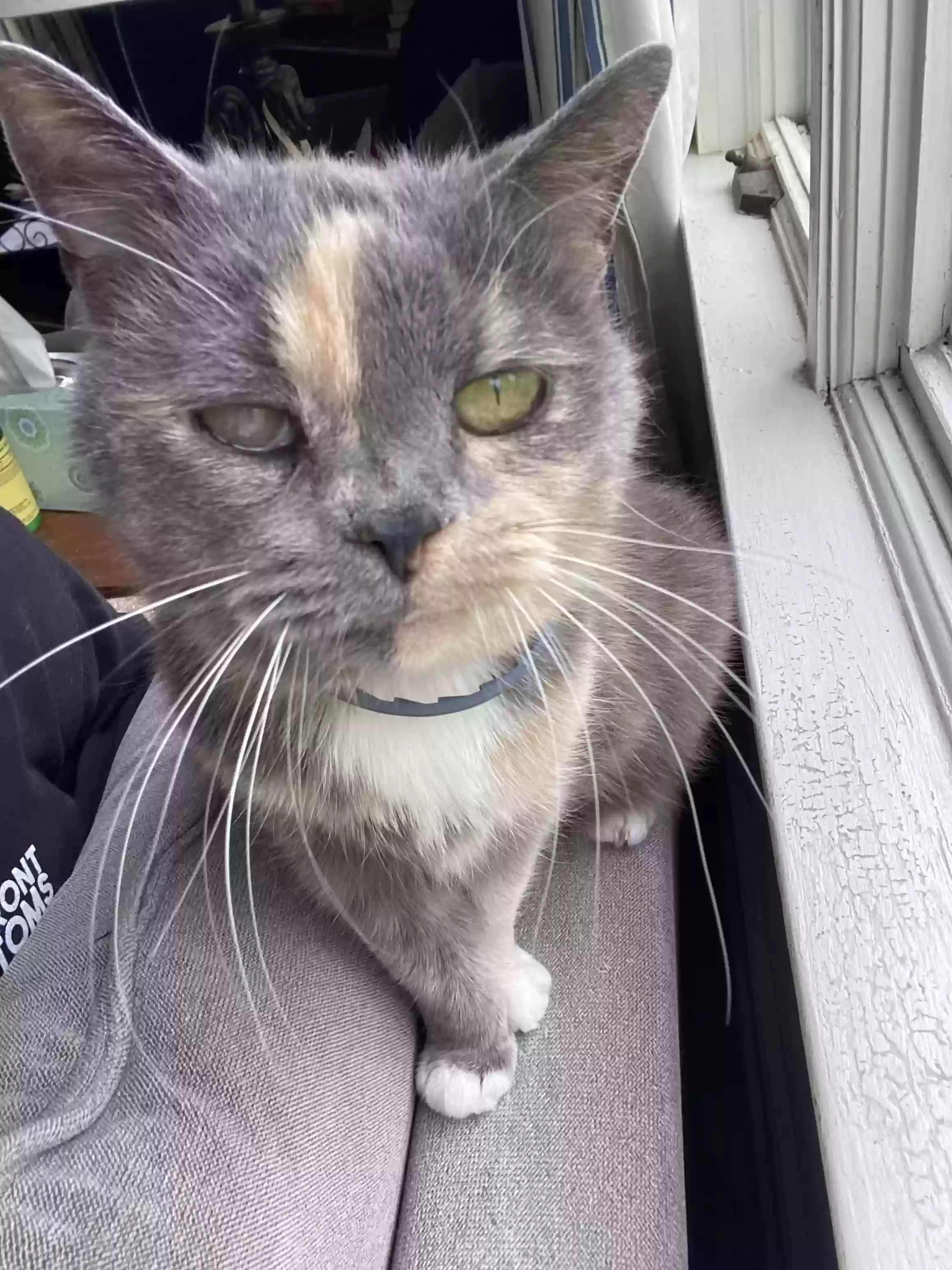 Lost cat in Franklin, NJ, 7416