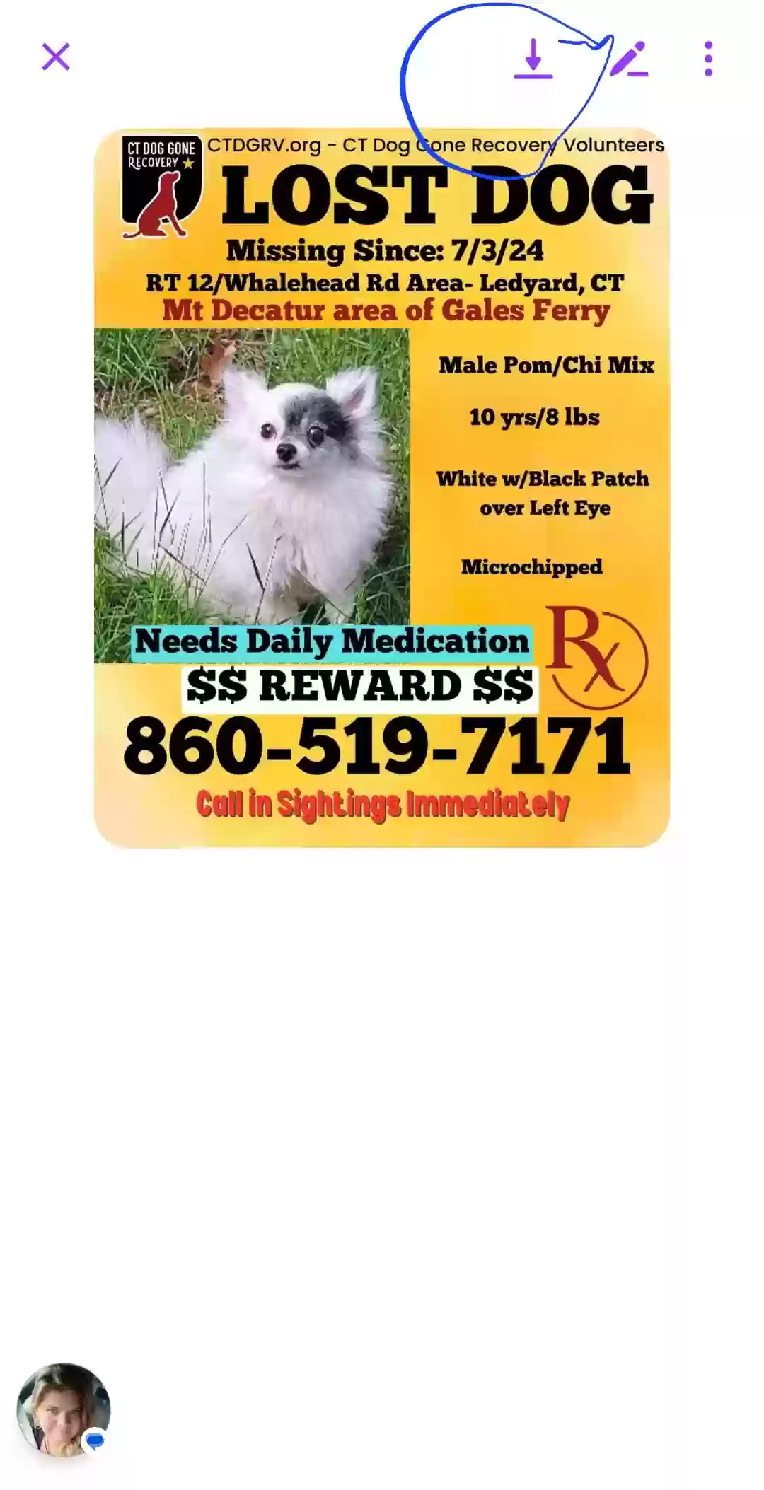 Lost dog in Gales Ferry, CT, 6335