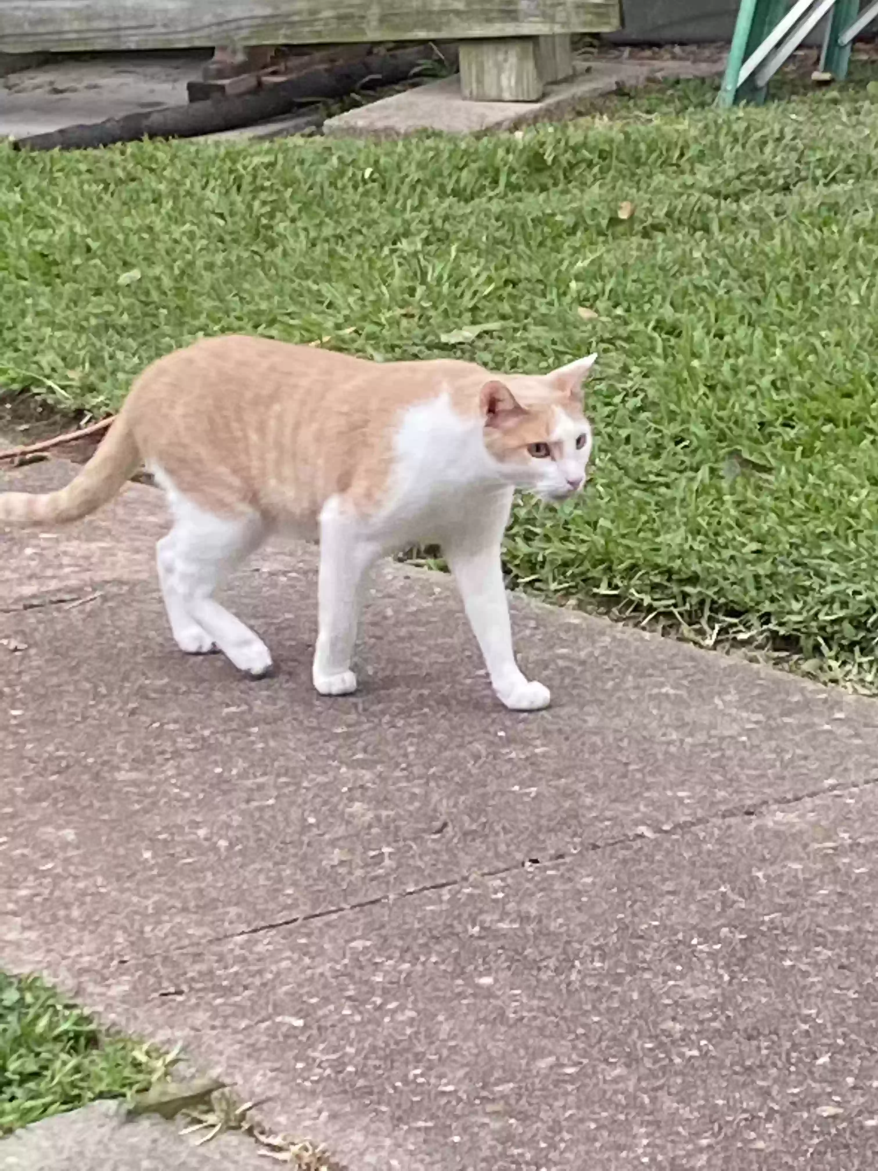 Lost cat in Houston, TX, 77017