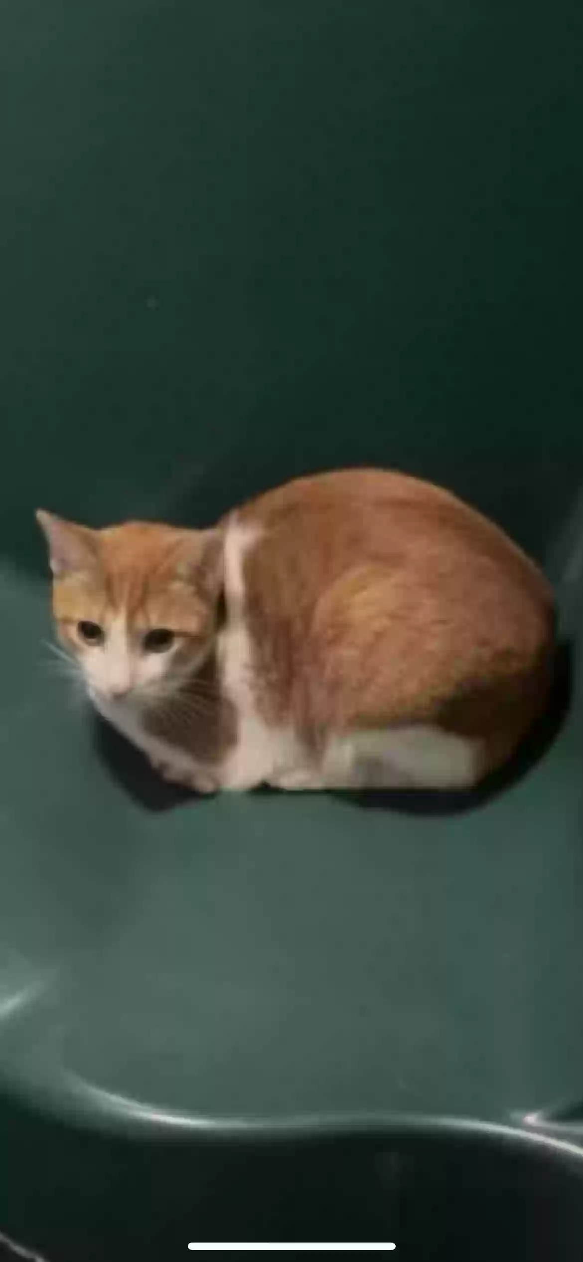 Lost cat in Berwyn, IL, 60402