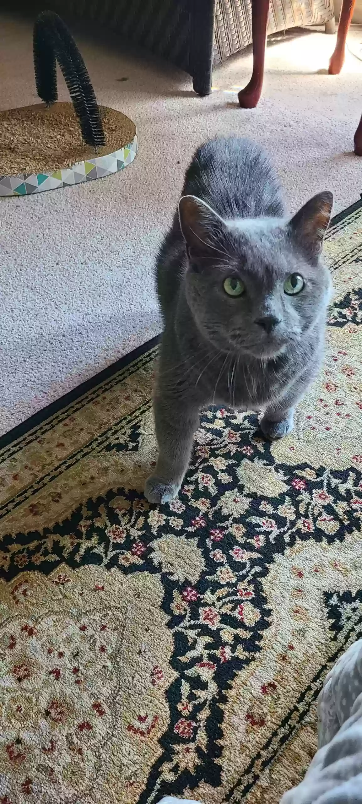 Lost cat in Indianapolis, IN, 46259