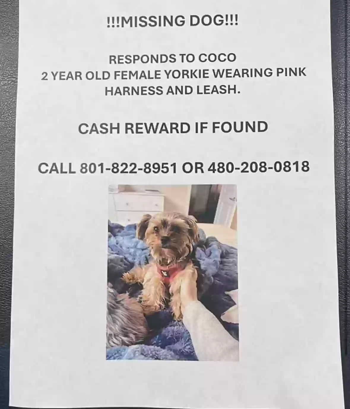 Lost dog in Unknown, TN, 38297
