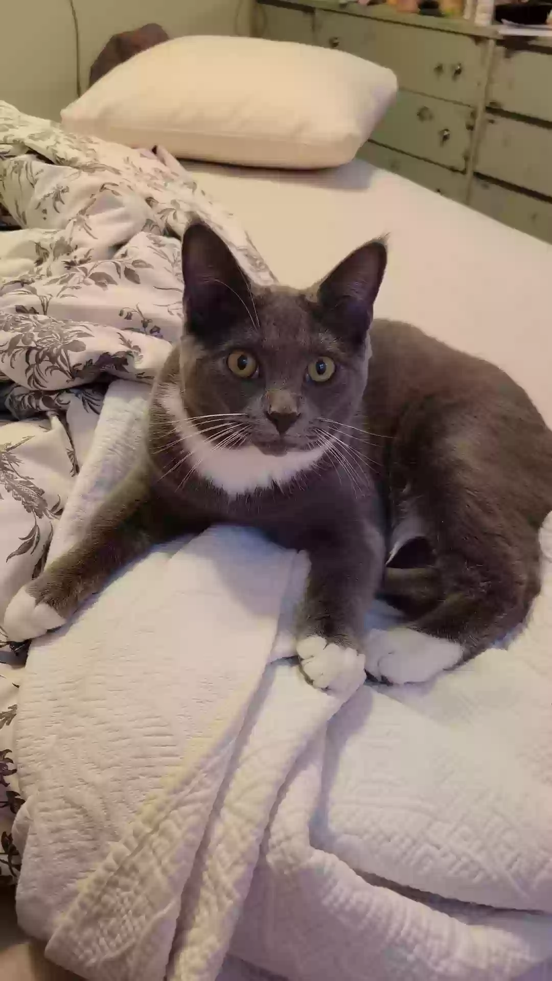 Lost cat in Bethel Park, PA, 15102