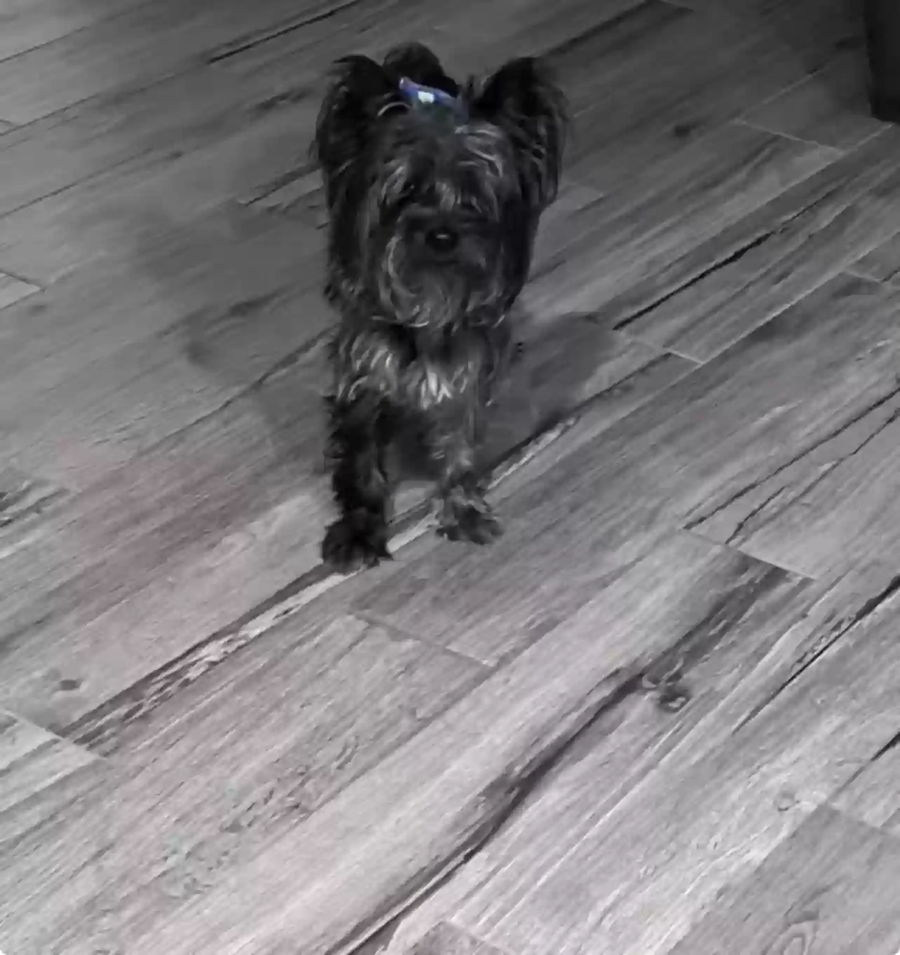 Lost dog in Harlingen, TX, 78550