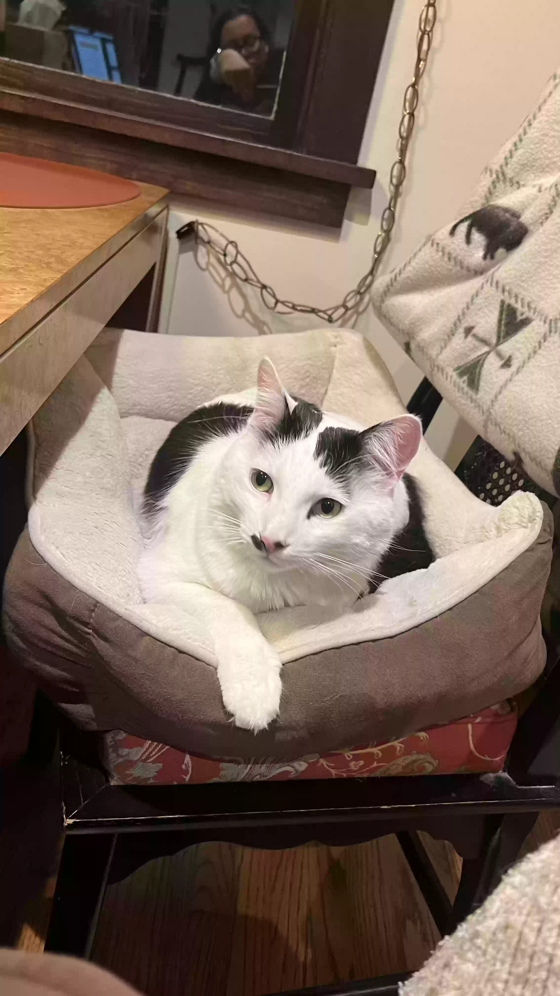 Lost cat in Santa Monica, CA, 90405