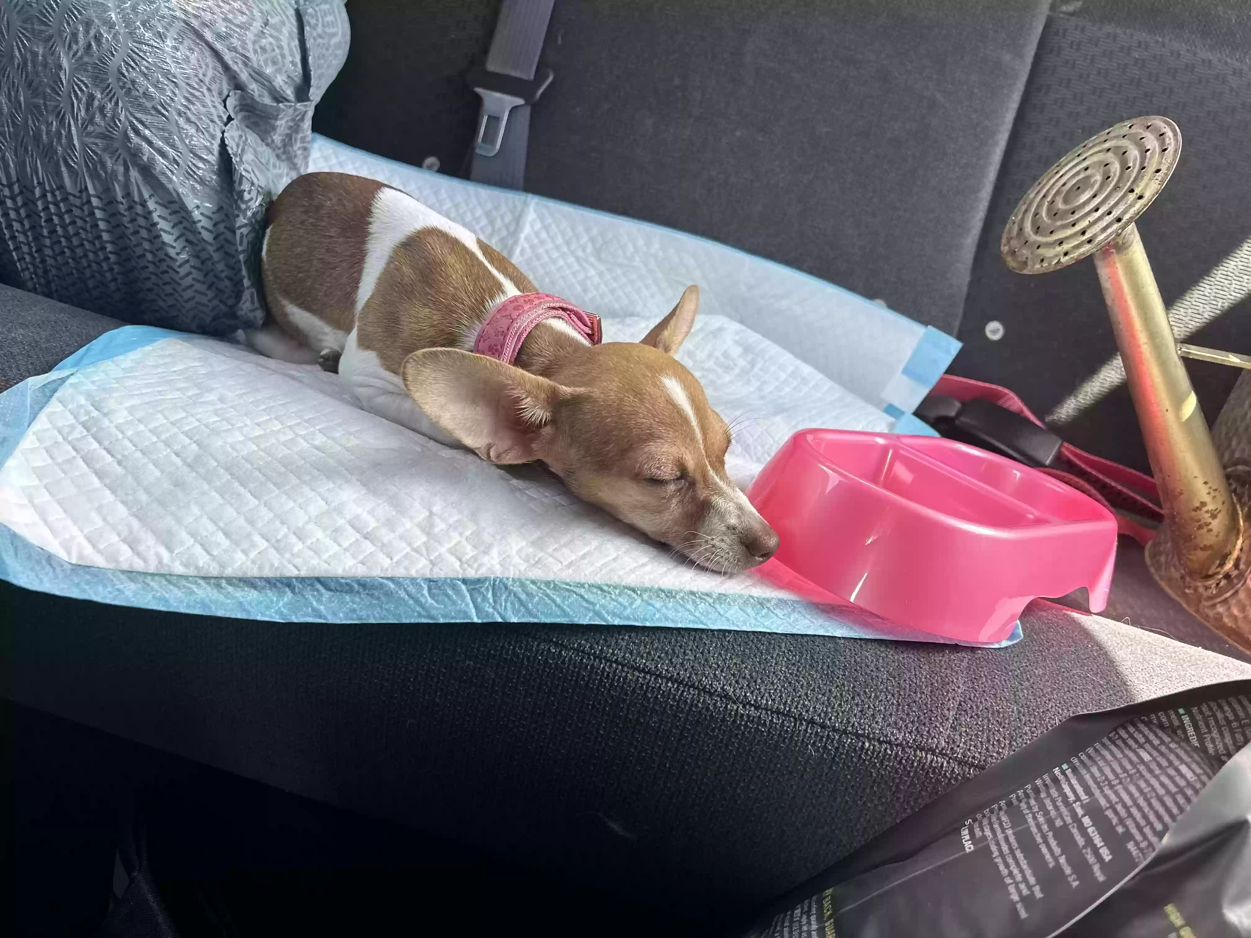 Lost dog in Canyon Lake, TX, 78133