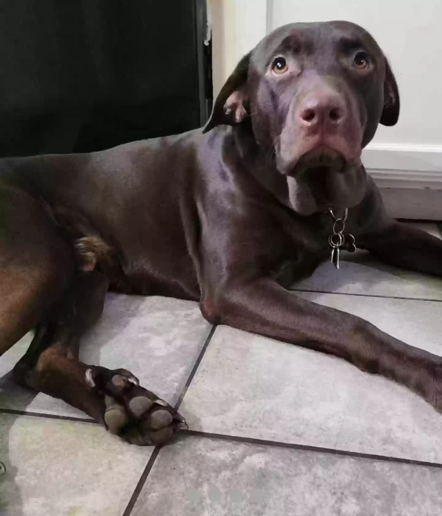 Lost dog in Arlington, TX, 76013