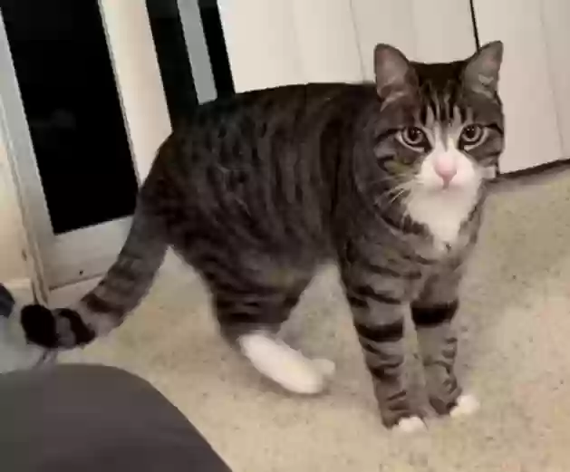 Lost cat in Mission Viejo, CA, 92692