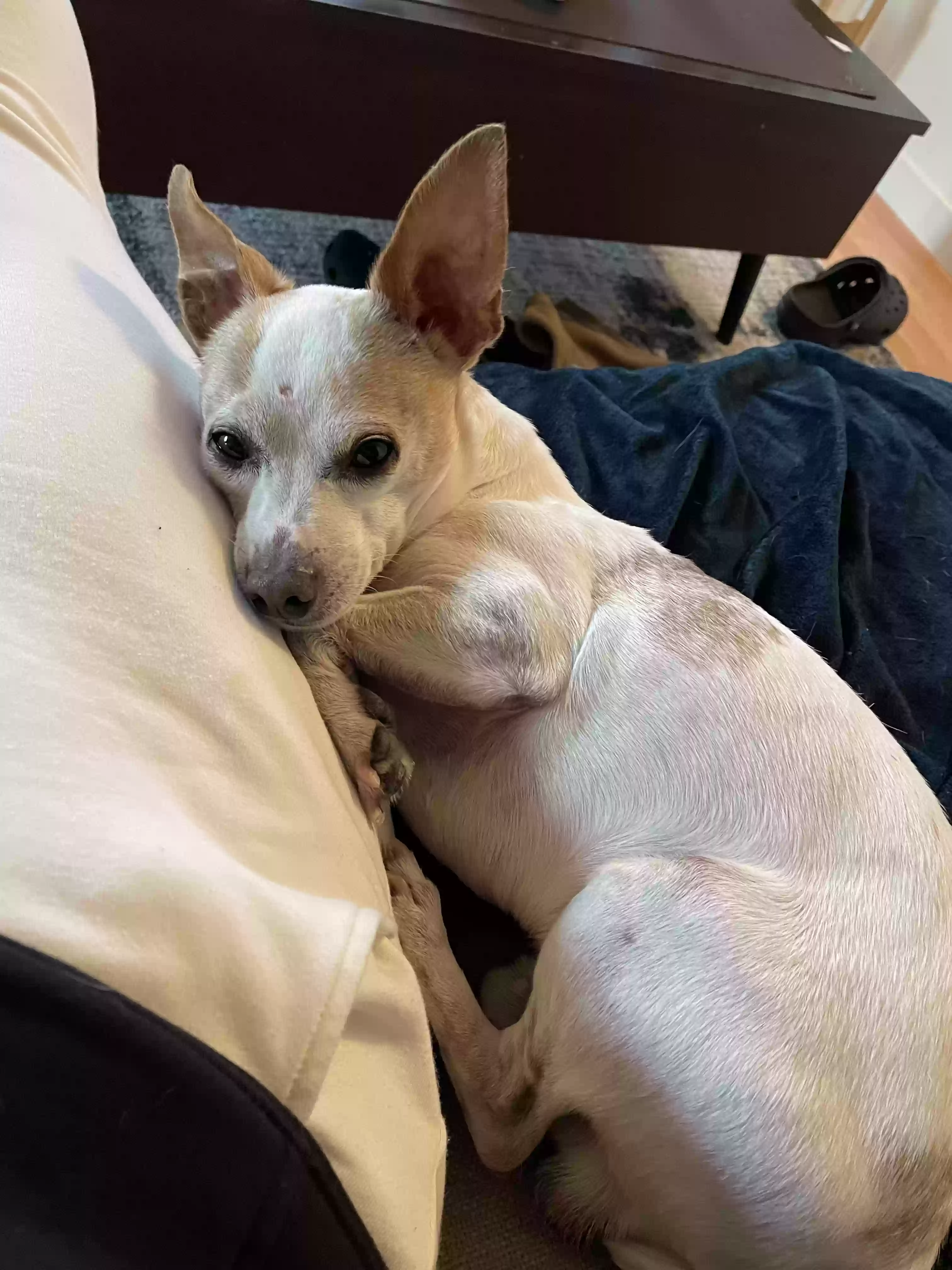 Lost dog in San Francisco, CA, 94107