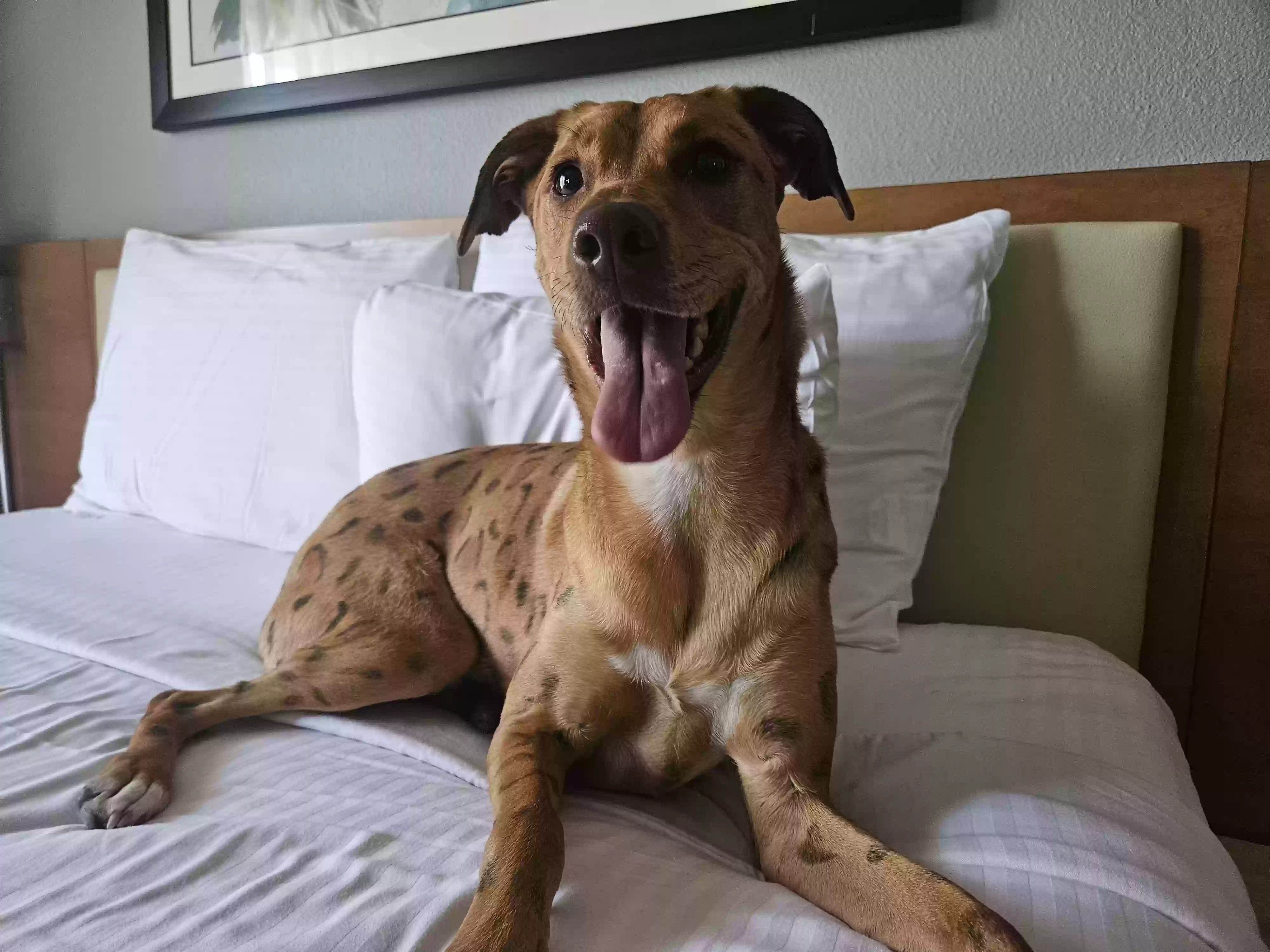 Lost dog in Las Vegas, NV, 89106