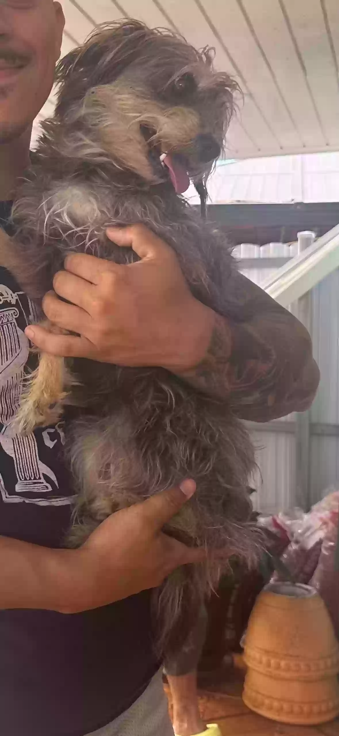 Lost dog in Cape Coral, FL, 33914