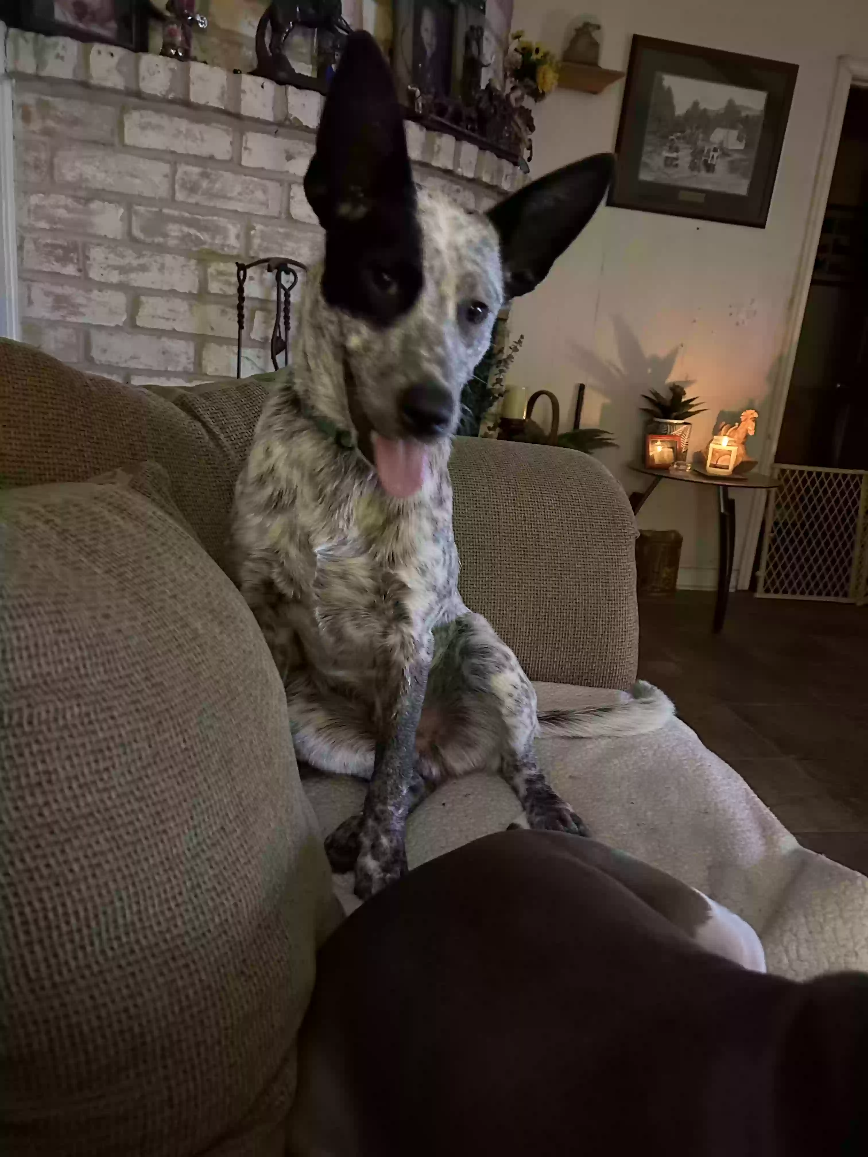 Lost dog in Houston, TX, 77066