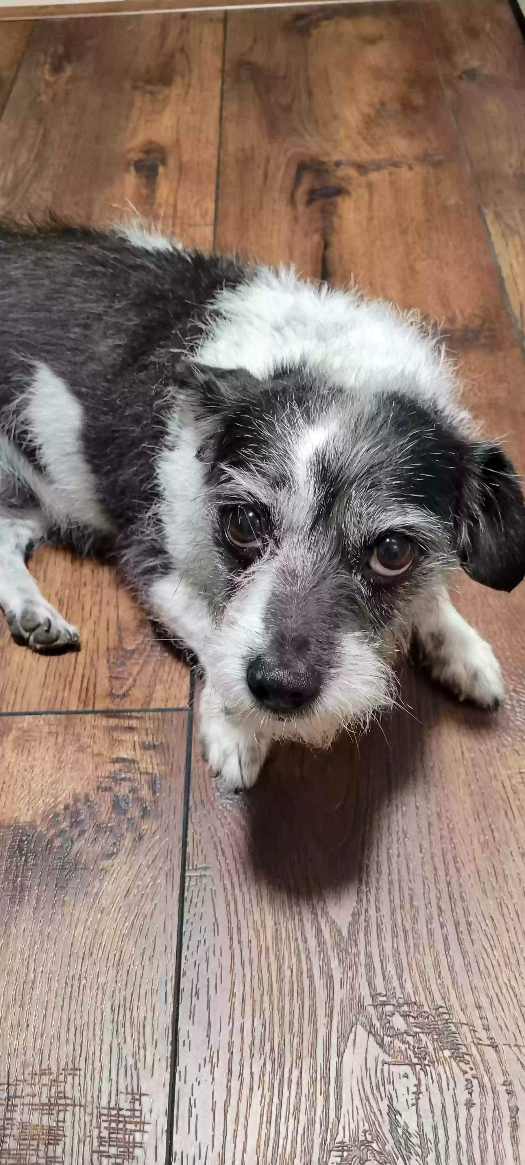 Lost dog in Fresno, CA, 93720