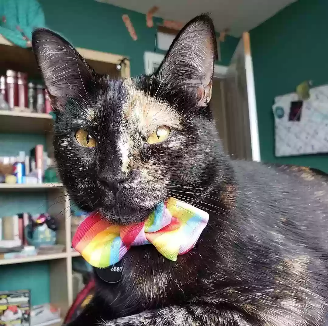 Lost cat in Vancouver, WA, 98665