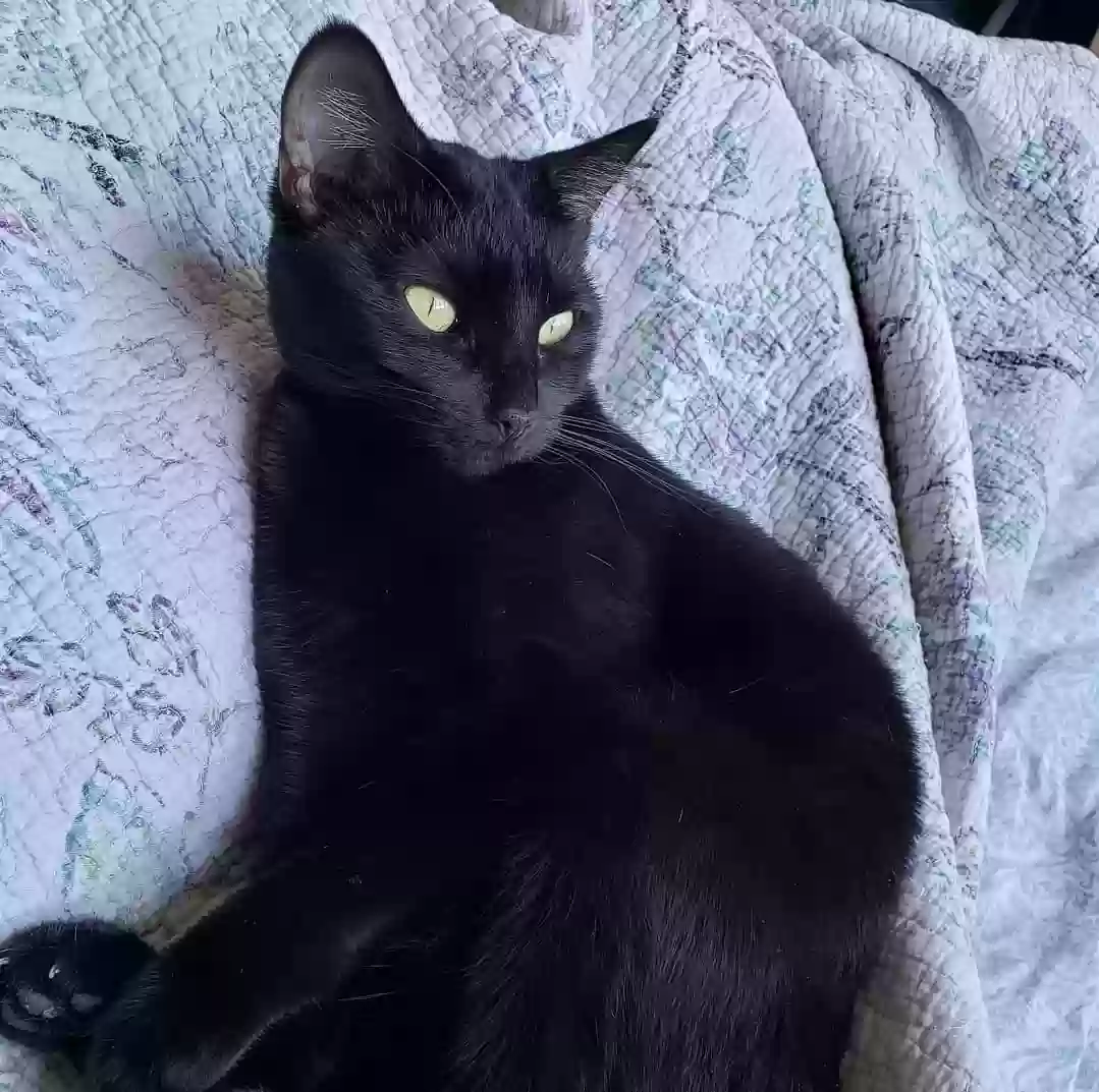 Lost cat in Vancouver, WA, 98665