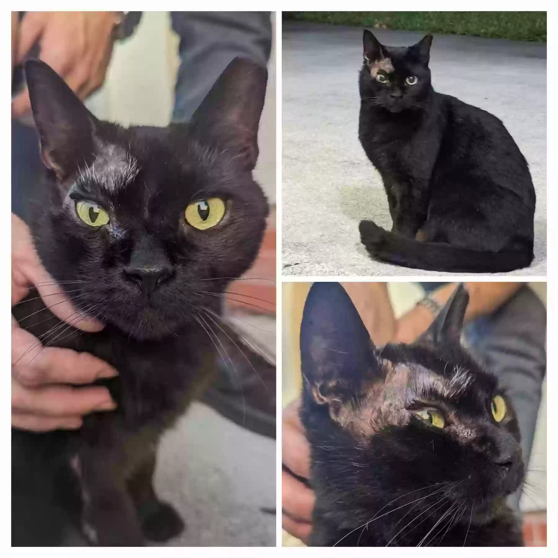 Lost cat in Lake Worth, FL, 33467