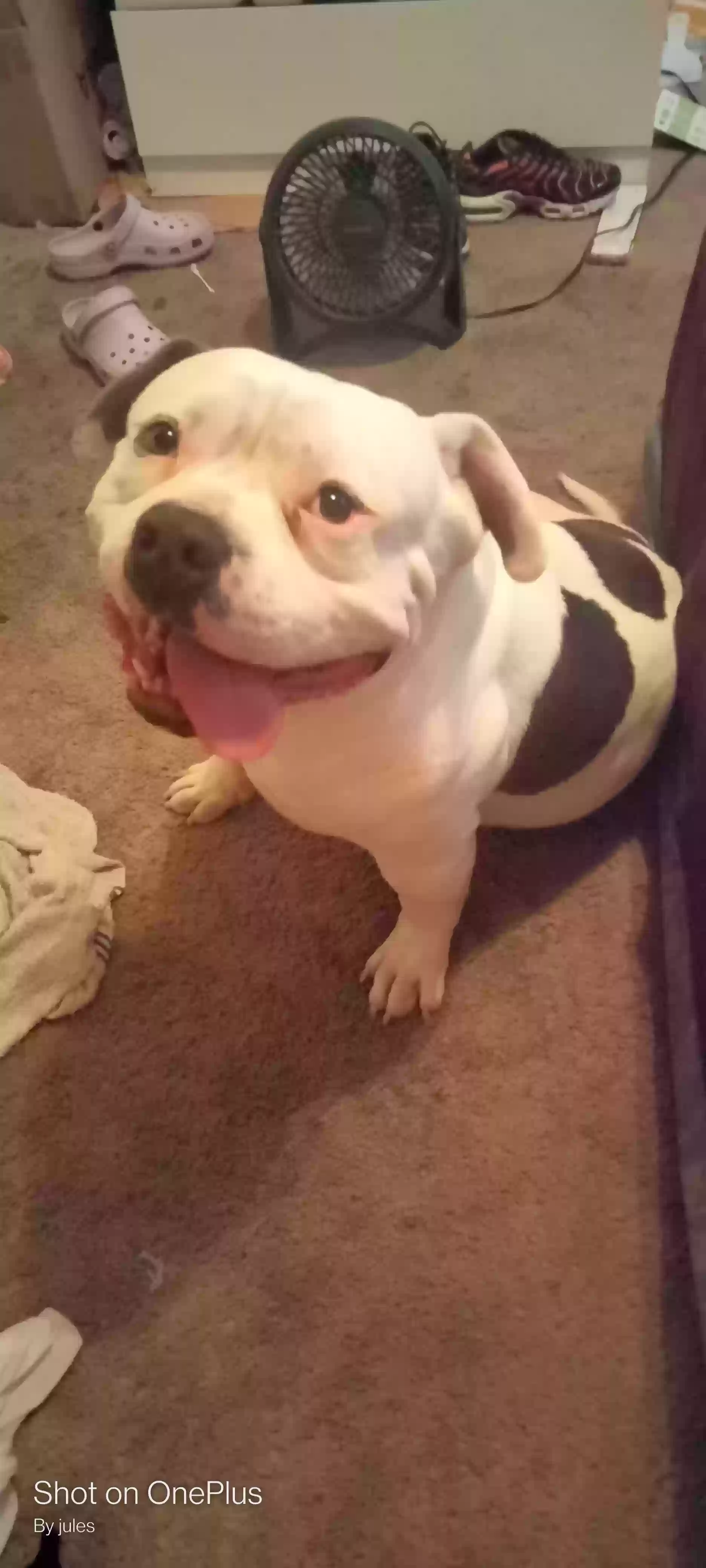 Lost dog in Santa Rosa, CA, 95407