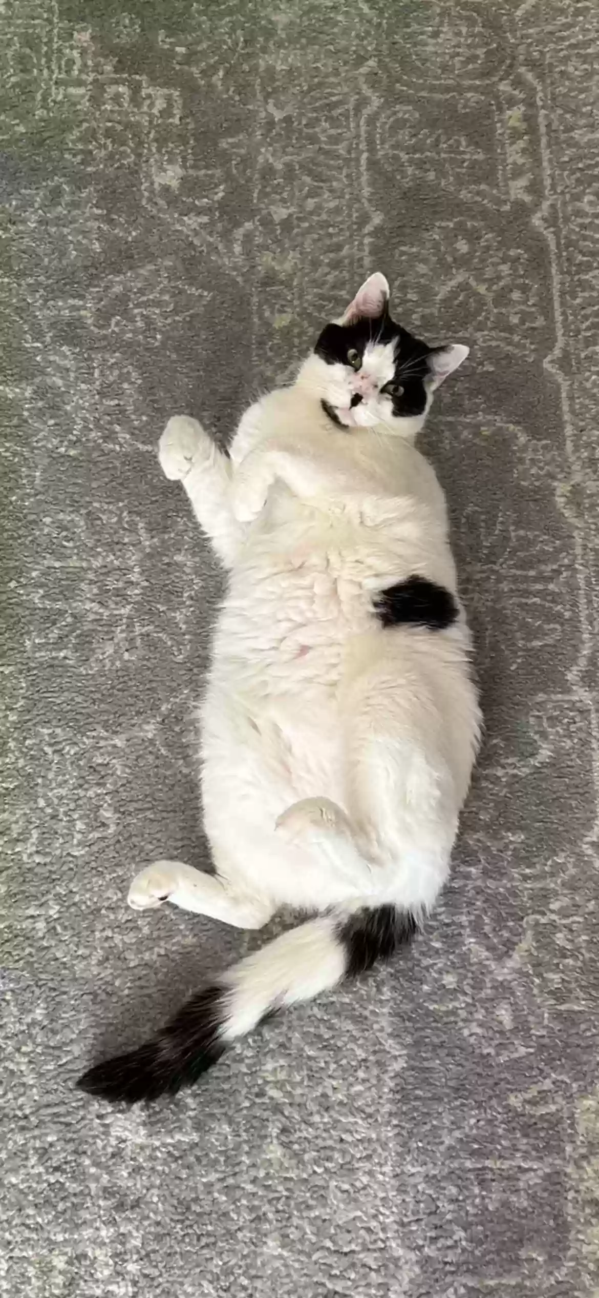Lost cat in Austin, TX, 78748