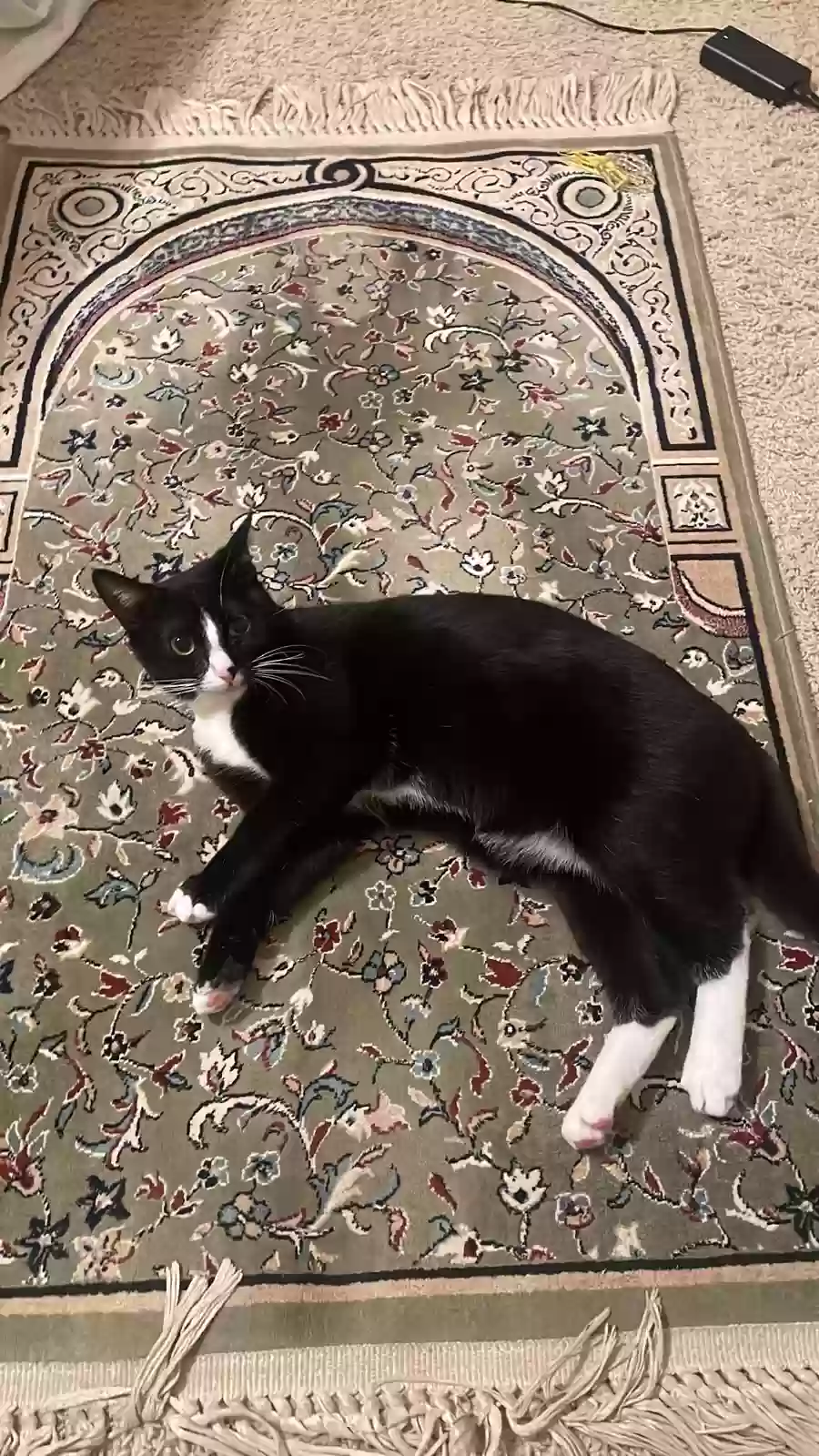 Lost cat in Brentwood, CA, 94513
