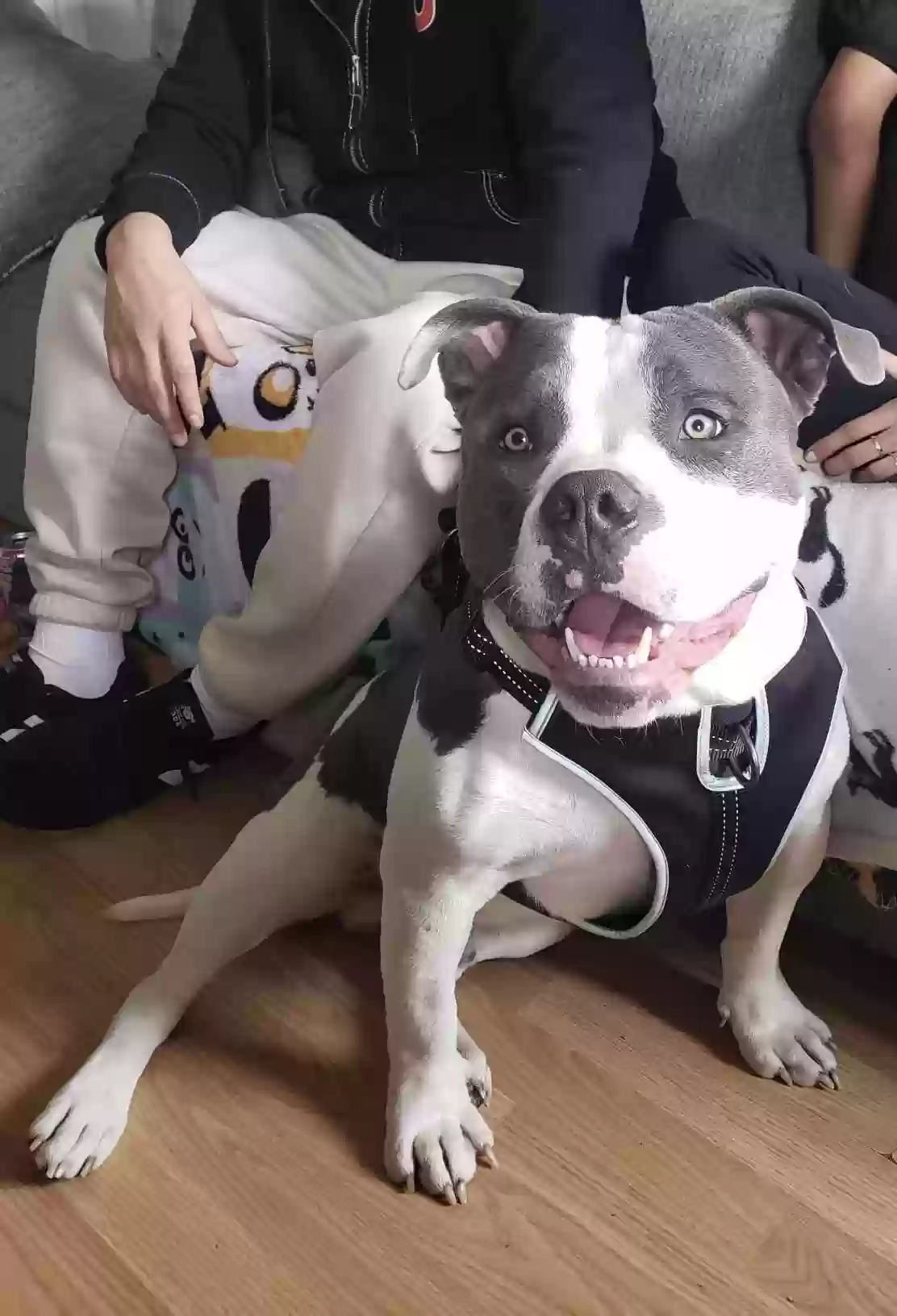 Lost dog in Garland, TX, 75042