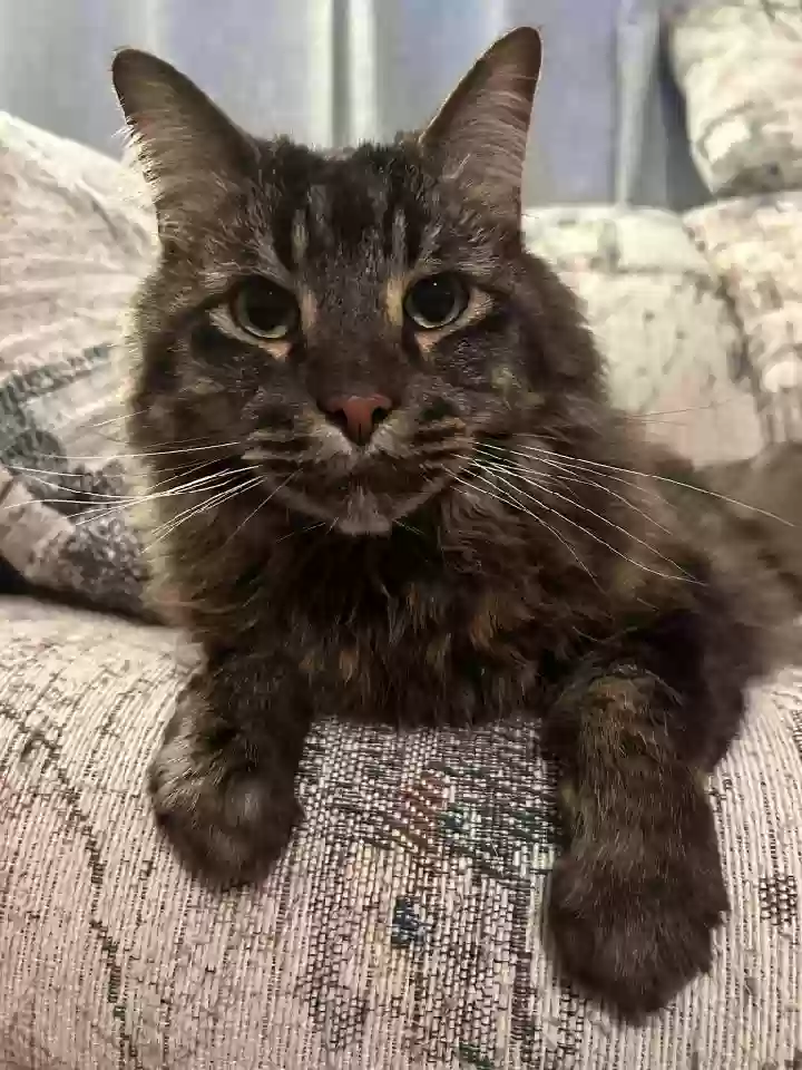 Lost cat in Greeley, CO, 80634
