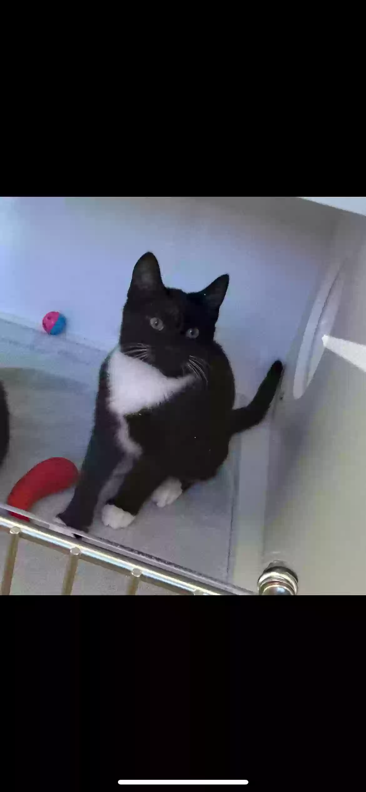 Lost cat in Yorktown, IN, 47396