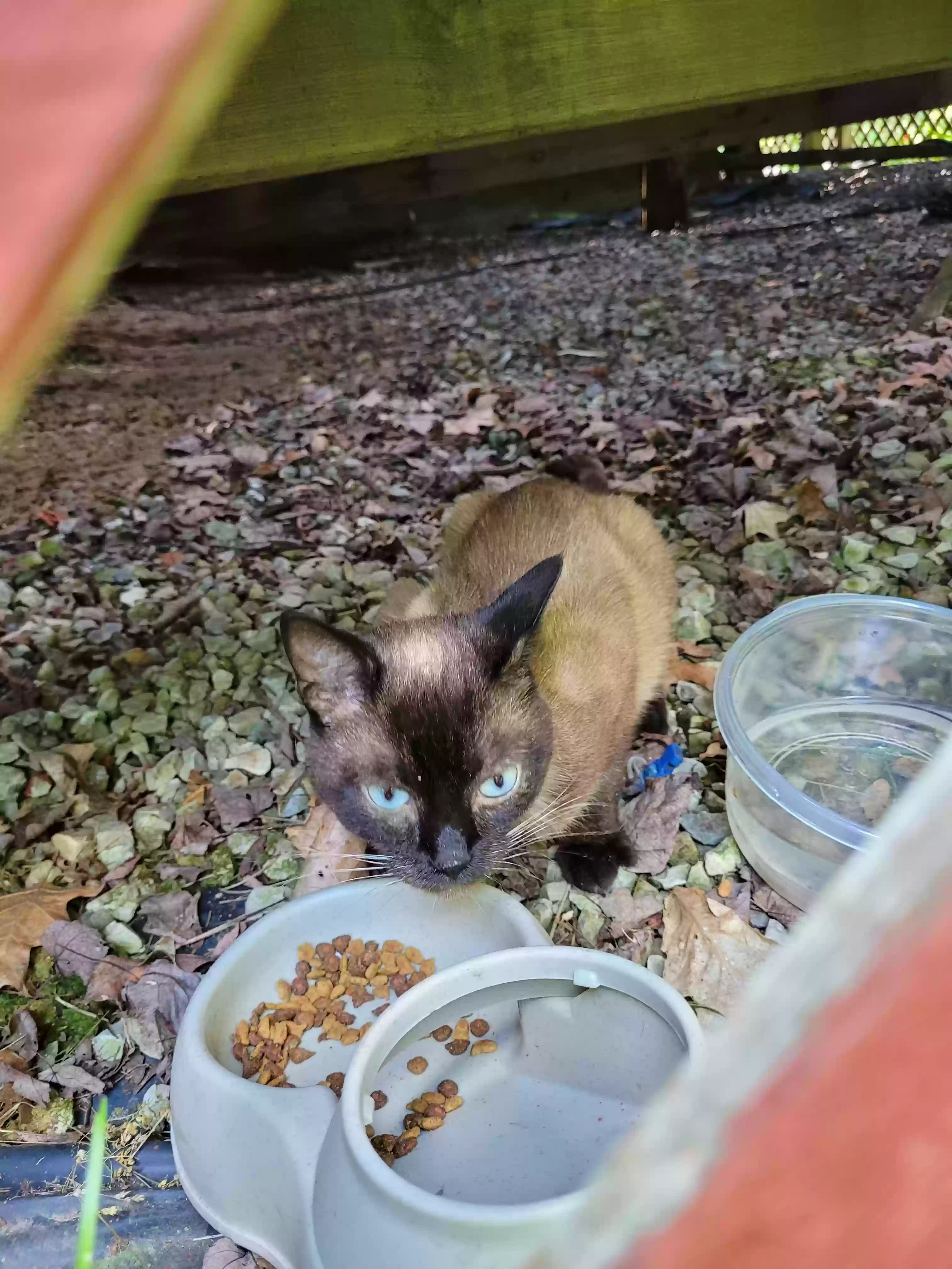Found cat in Grass Lake, MI, 49240