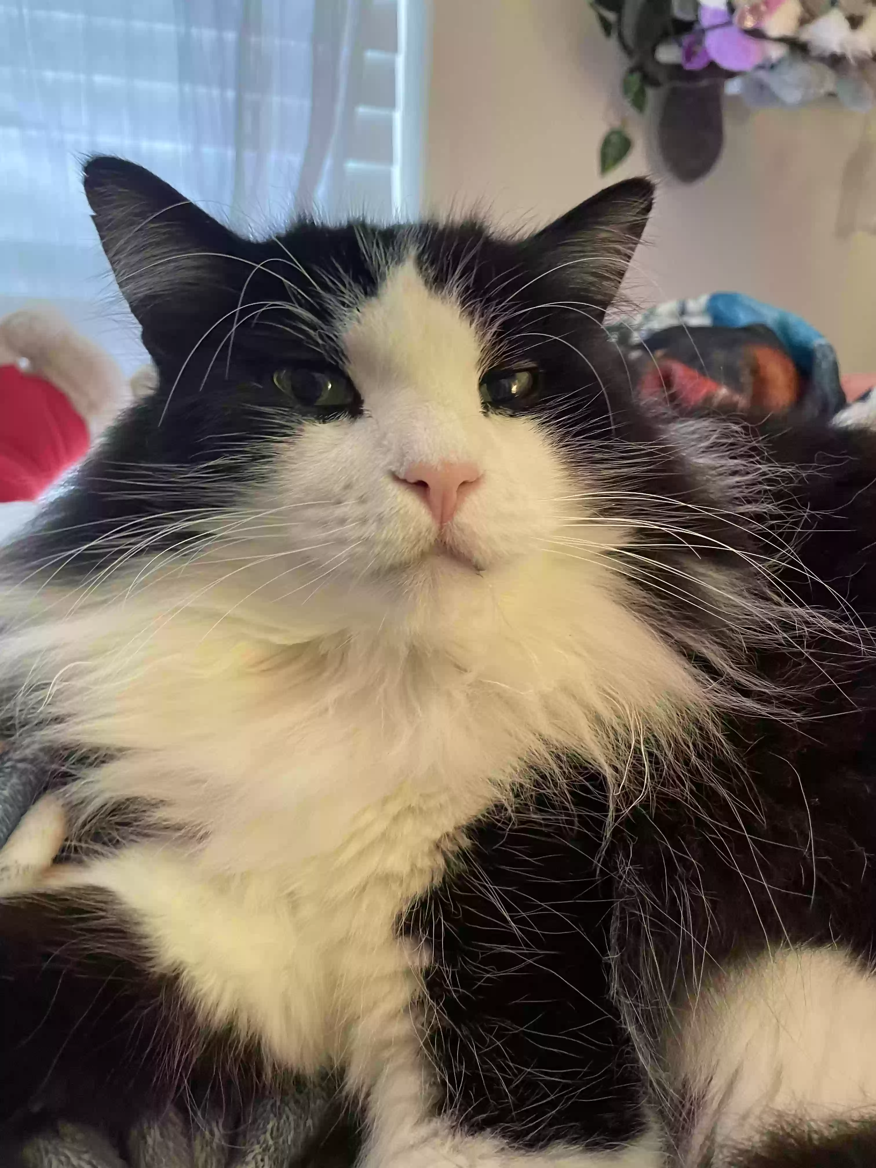 Lost cat in Vancouver, WA, 98686