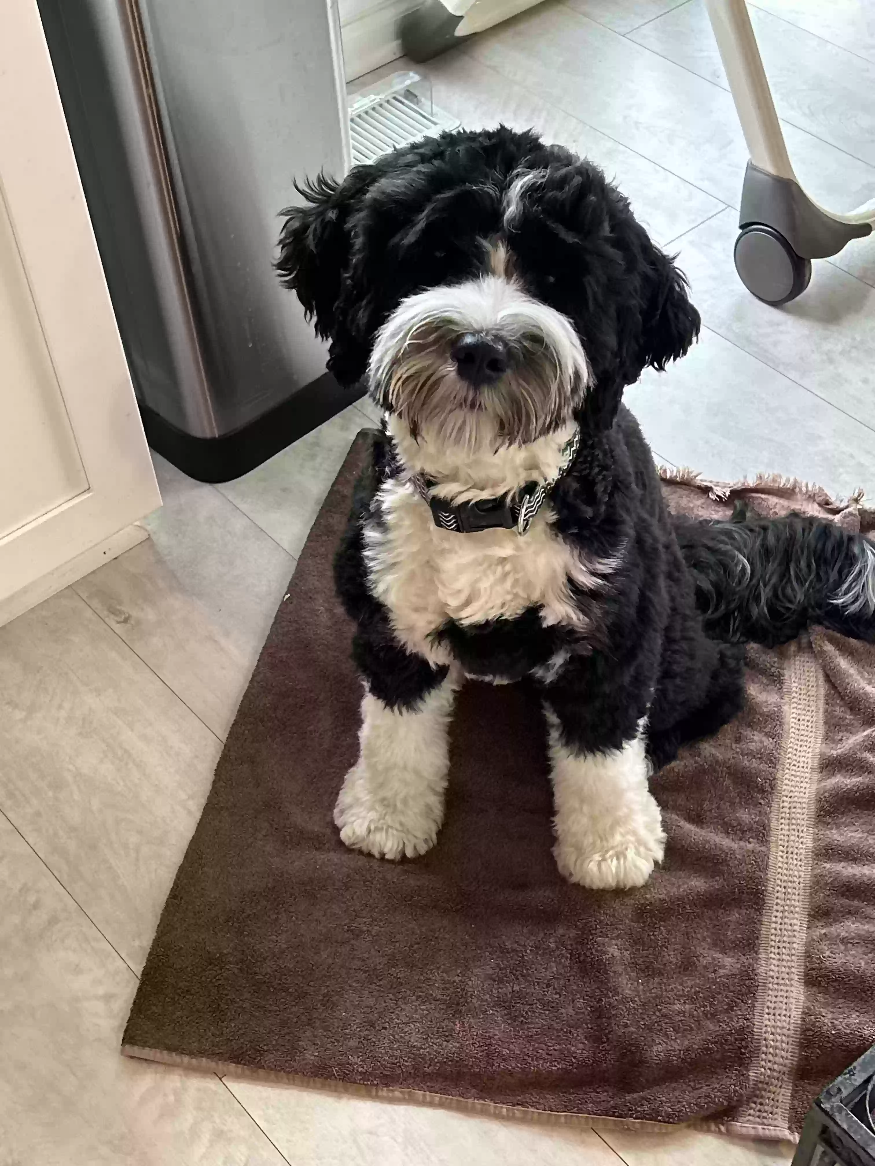 Lost dog in Cleveland, OH, 44111