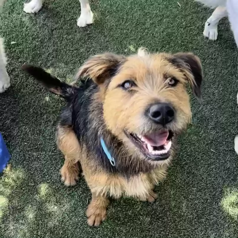 Lost dog in Denver, CO, 80203