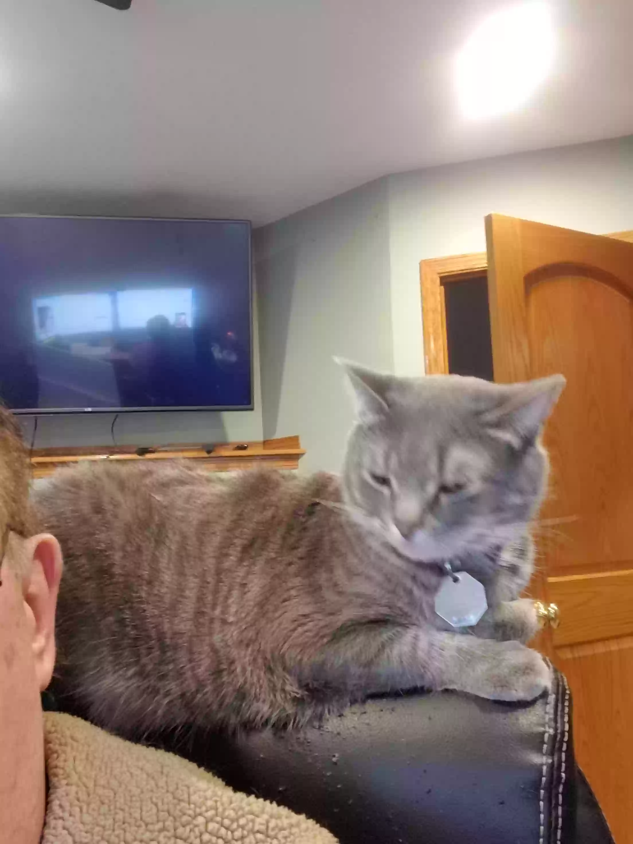 Lost cat in Hastings, MN, 55033