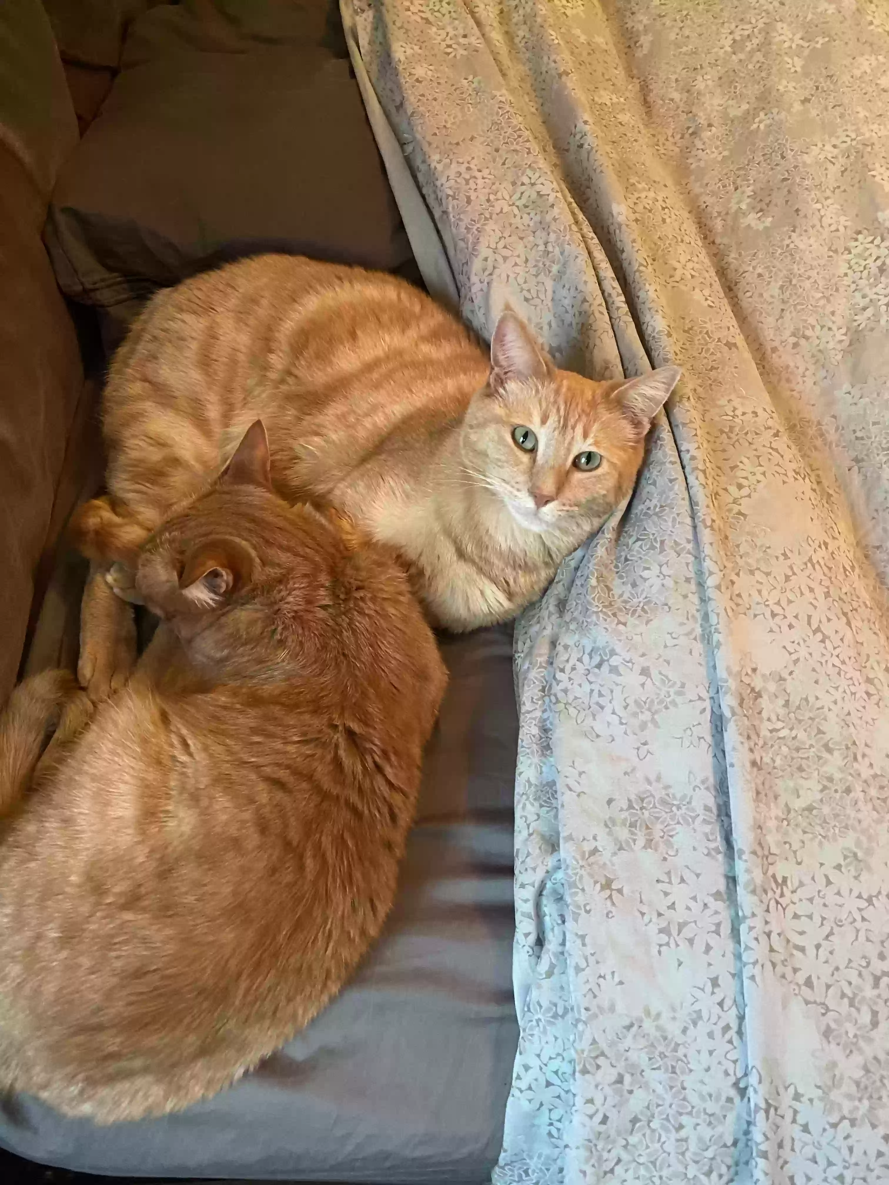 Lost cat in Vancouver, WA, 98660