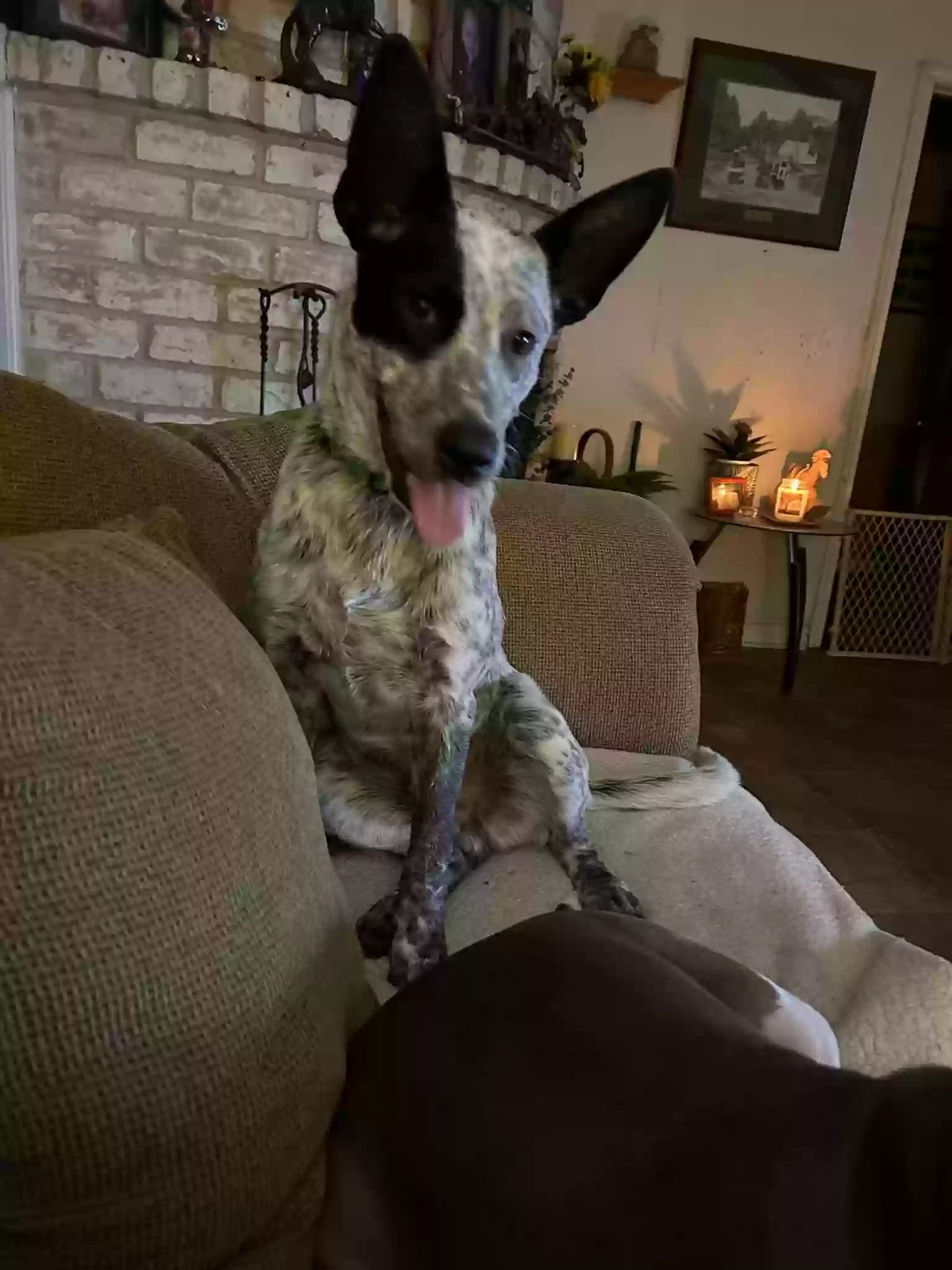 Lost dog in Houston, TX, 77066