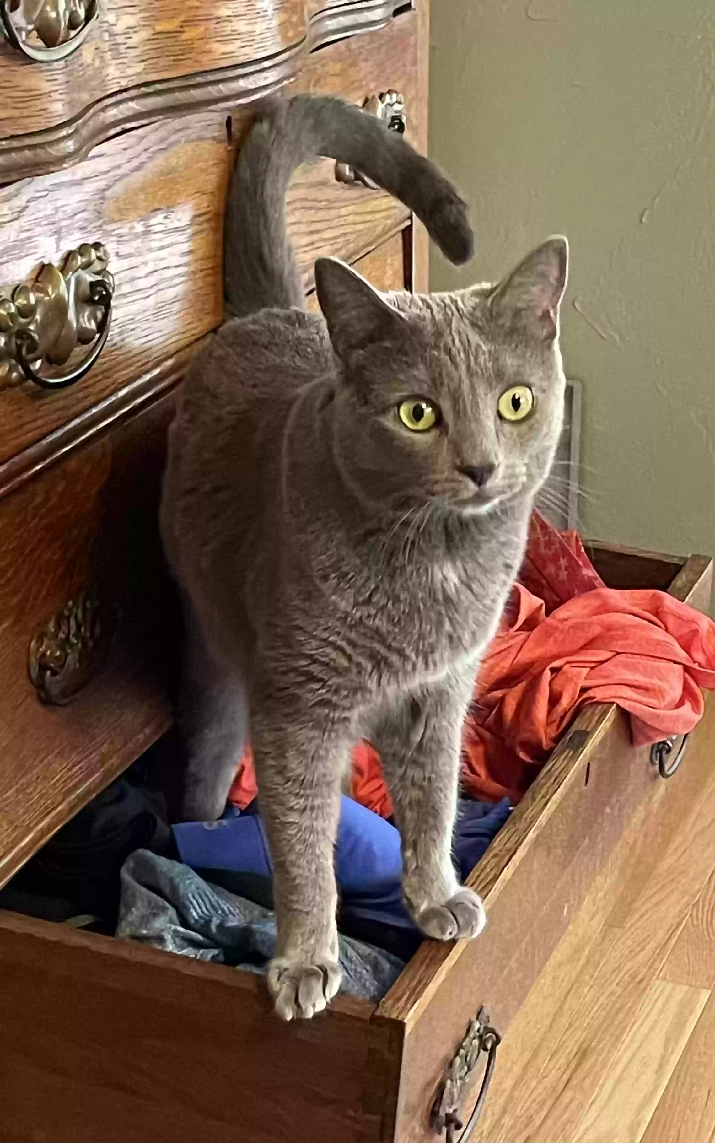 Lost cat in Santa Cruz, CA, 95060