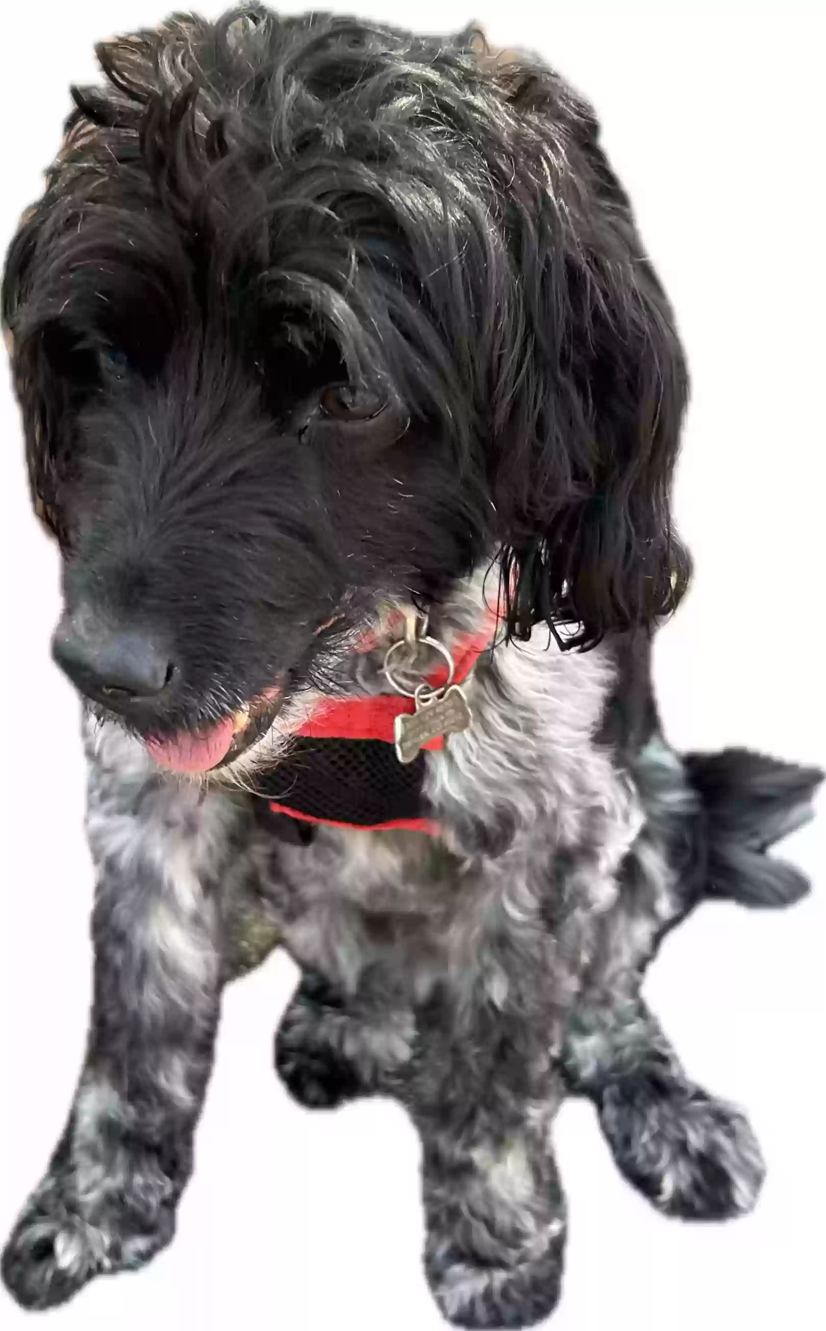 Lost dog in Denver, CO, 80212