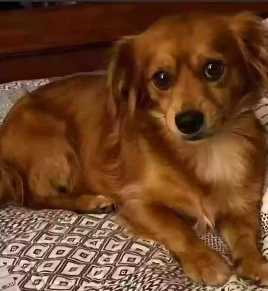 Lost dog in Dawsonville, GA, 30534