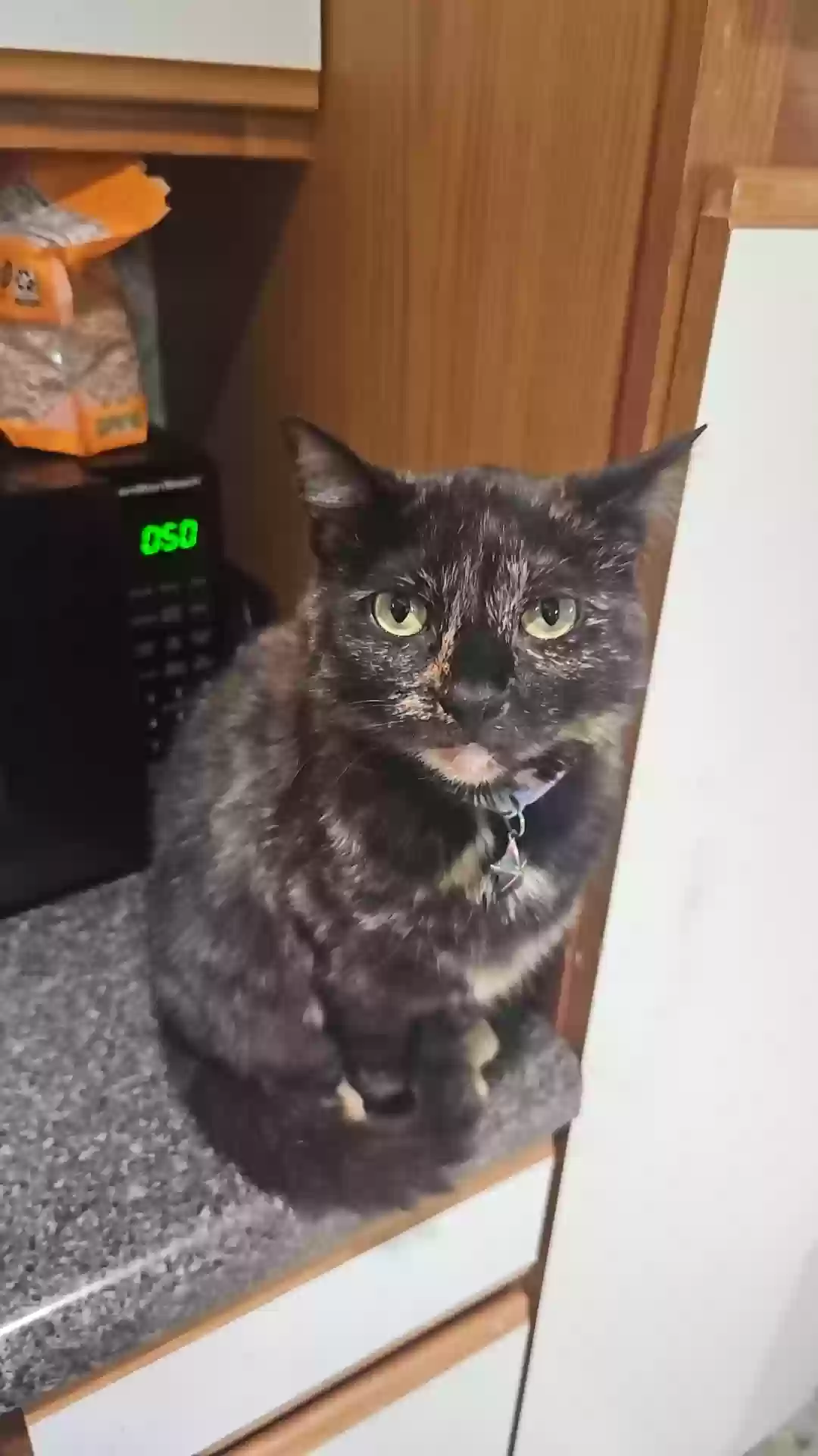 Lost cat in Oak Ridge, TN, 37830