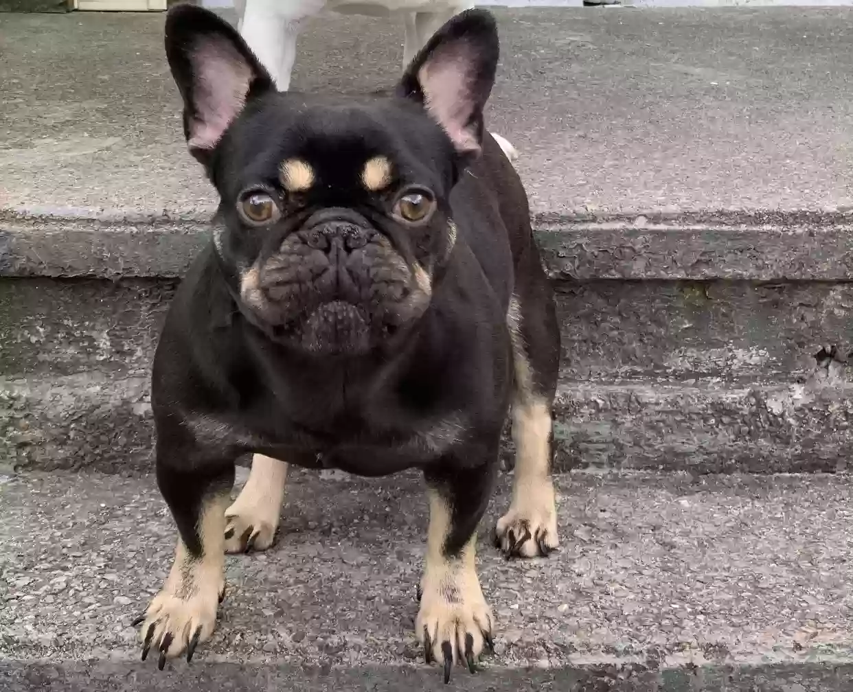 Lost dog in Cranston, RI, 2910