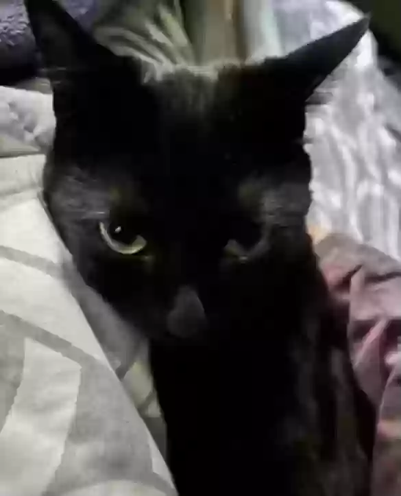 Lost cat in Sunnyvale, CA, 94086