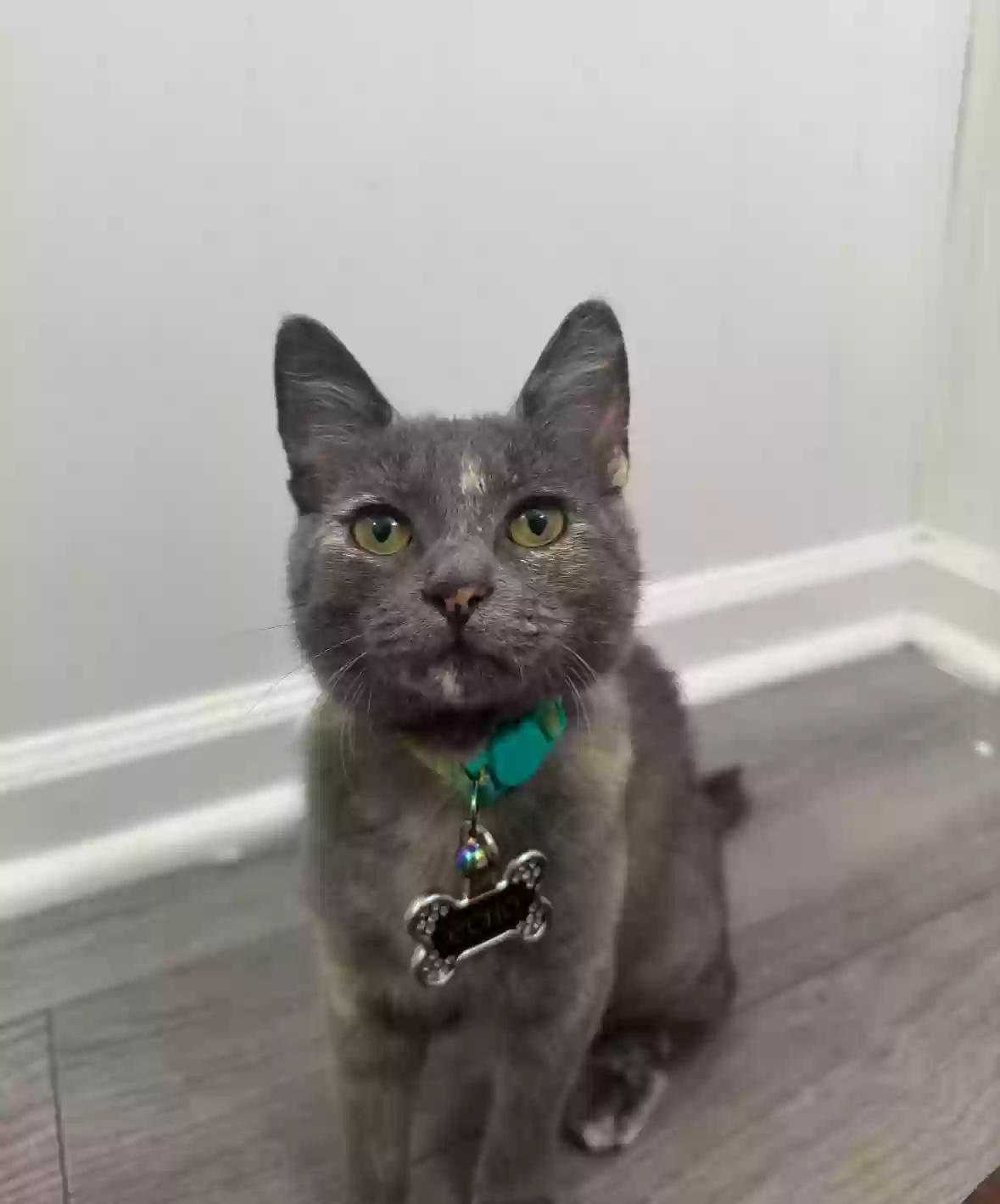 Lost cat in Jonesboro, GA, 30236