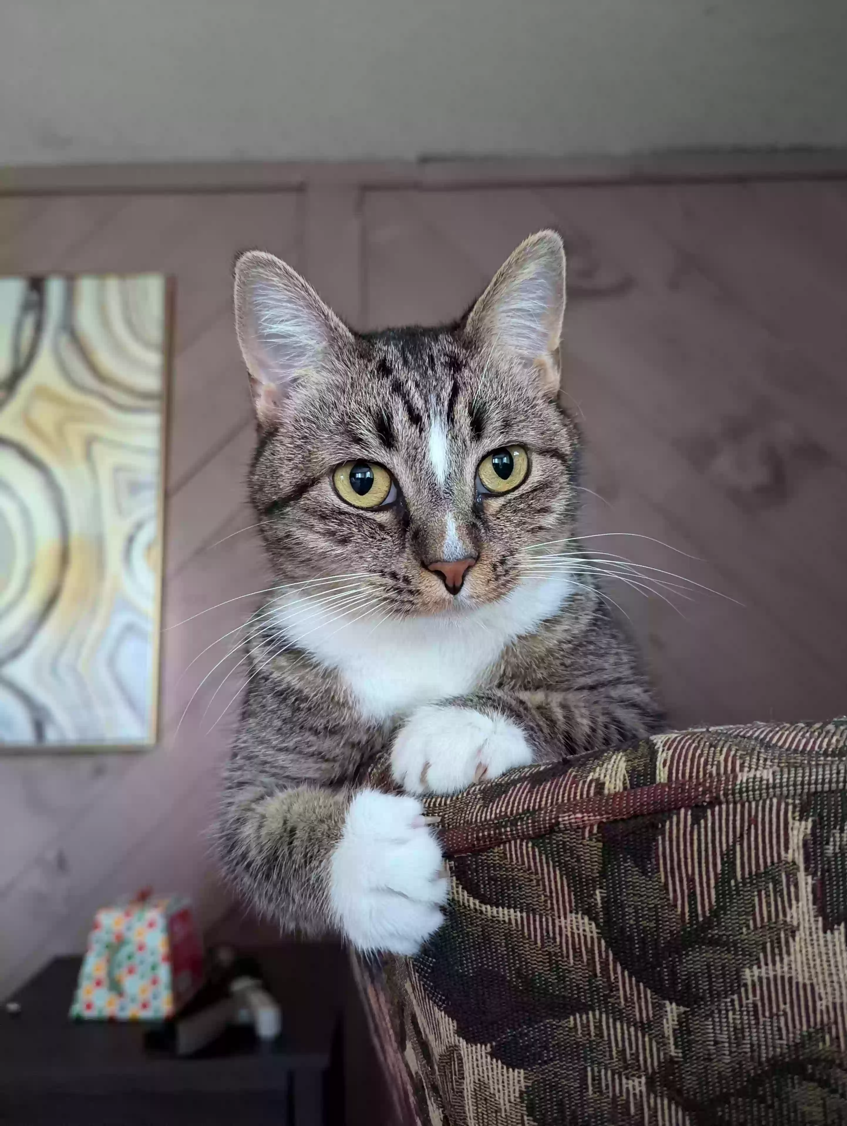 Lost cat in Fort Wayne, IN, 46815