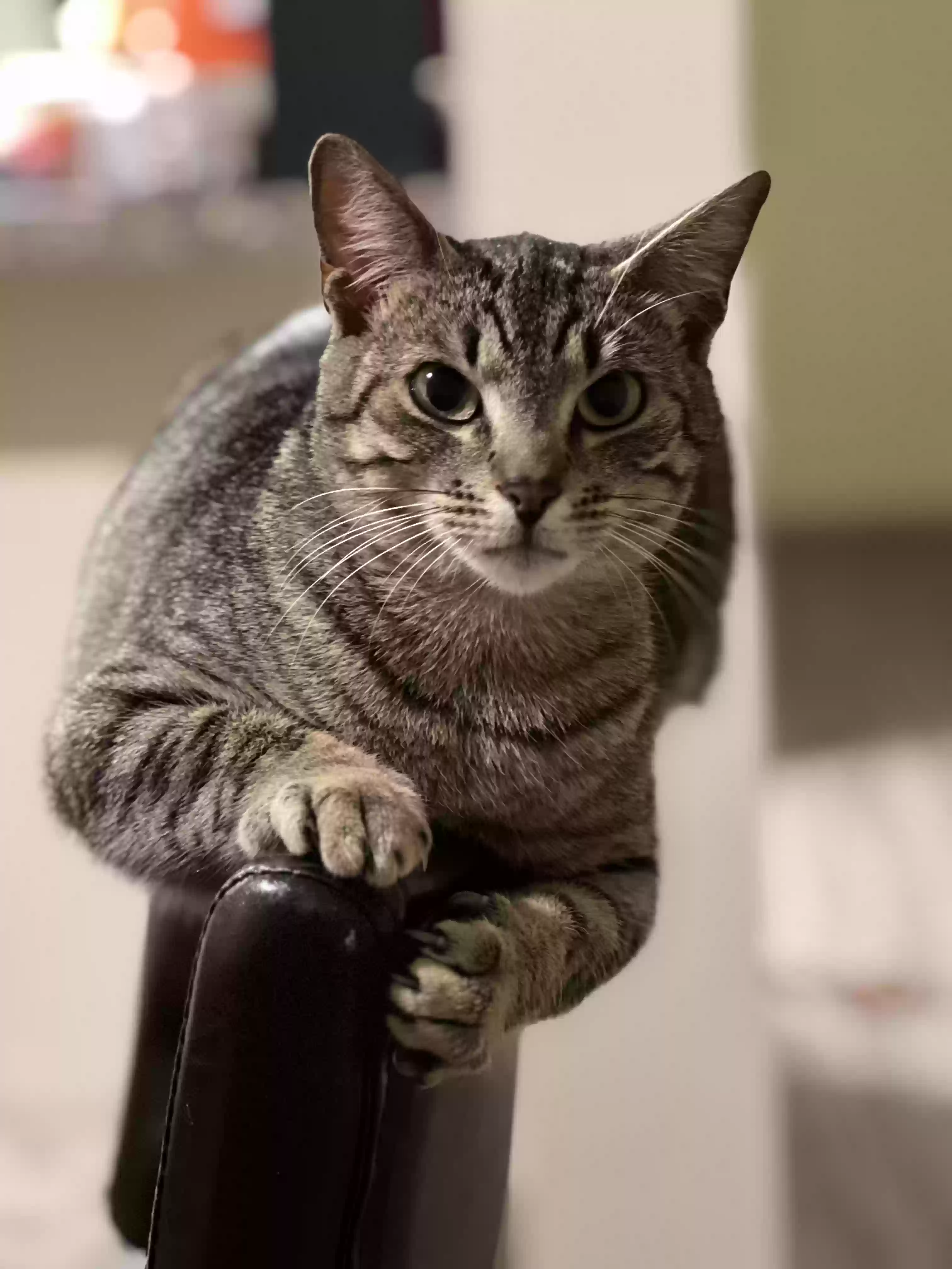 Lost cat in Gainesville, FL, 32608