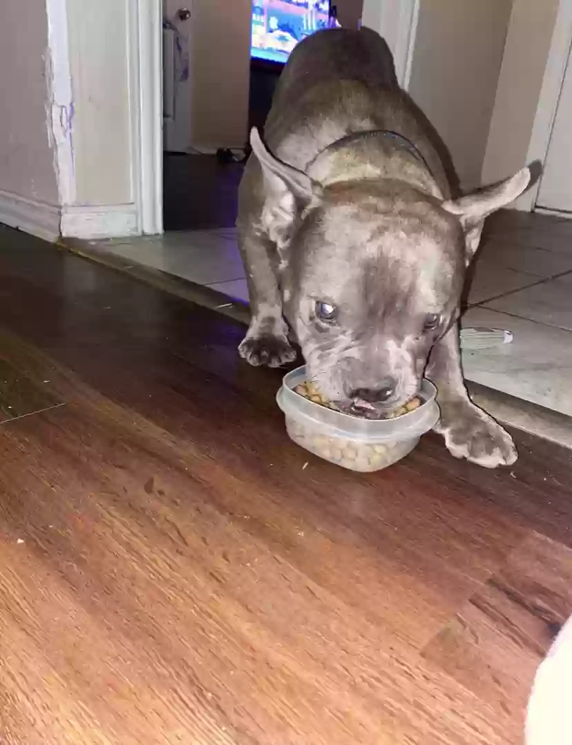 Lost dog in Fort Worth, TX, 76179