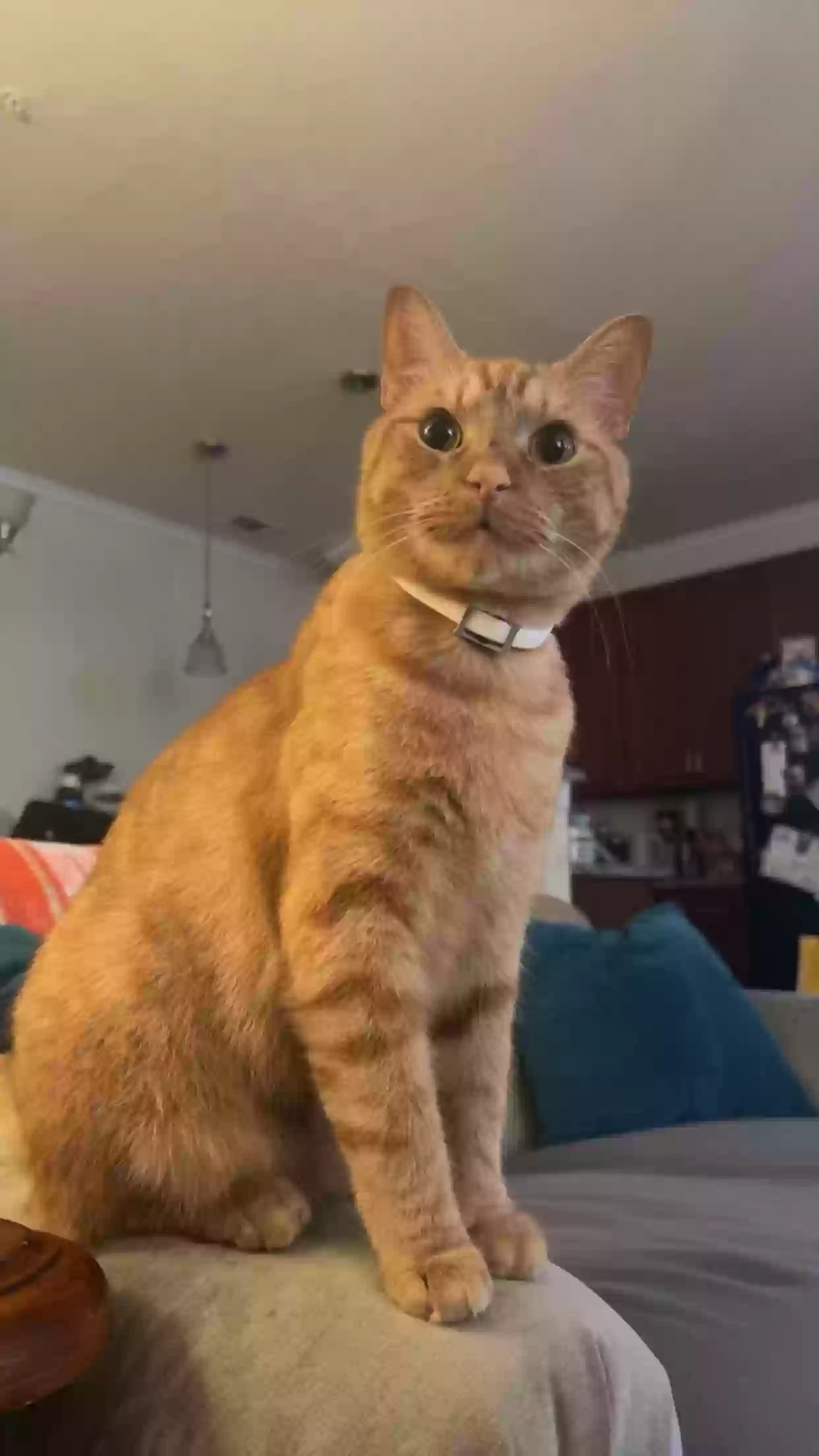 Lost cat in Lincolnton, NC, 28092