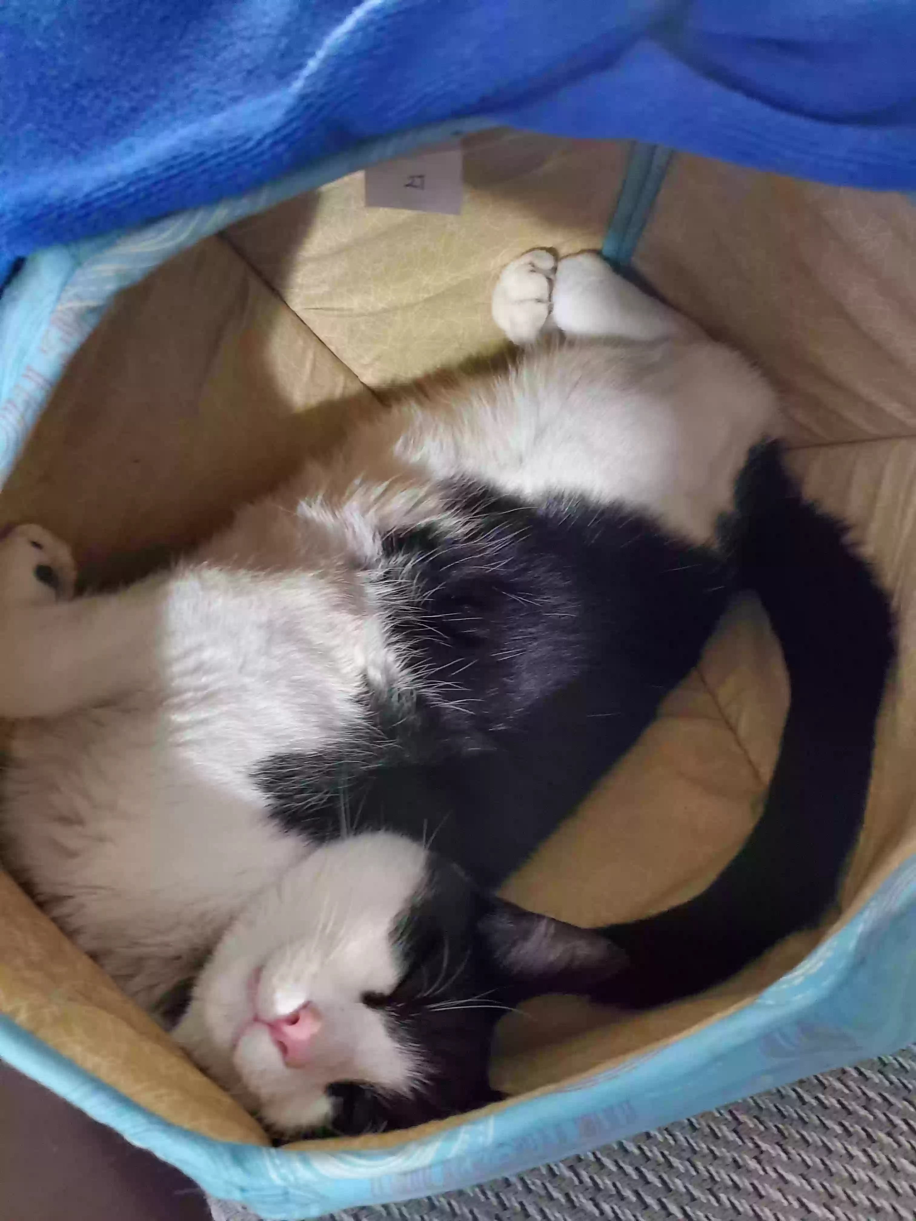 Lost cat in Dallas, TX, 75287