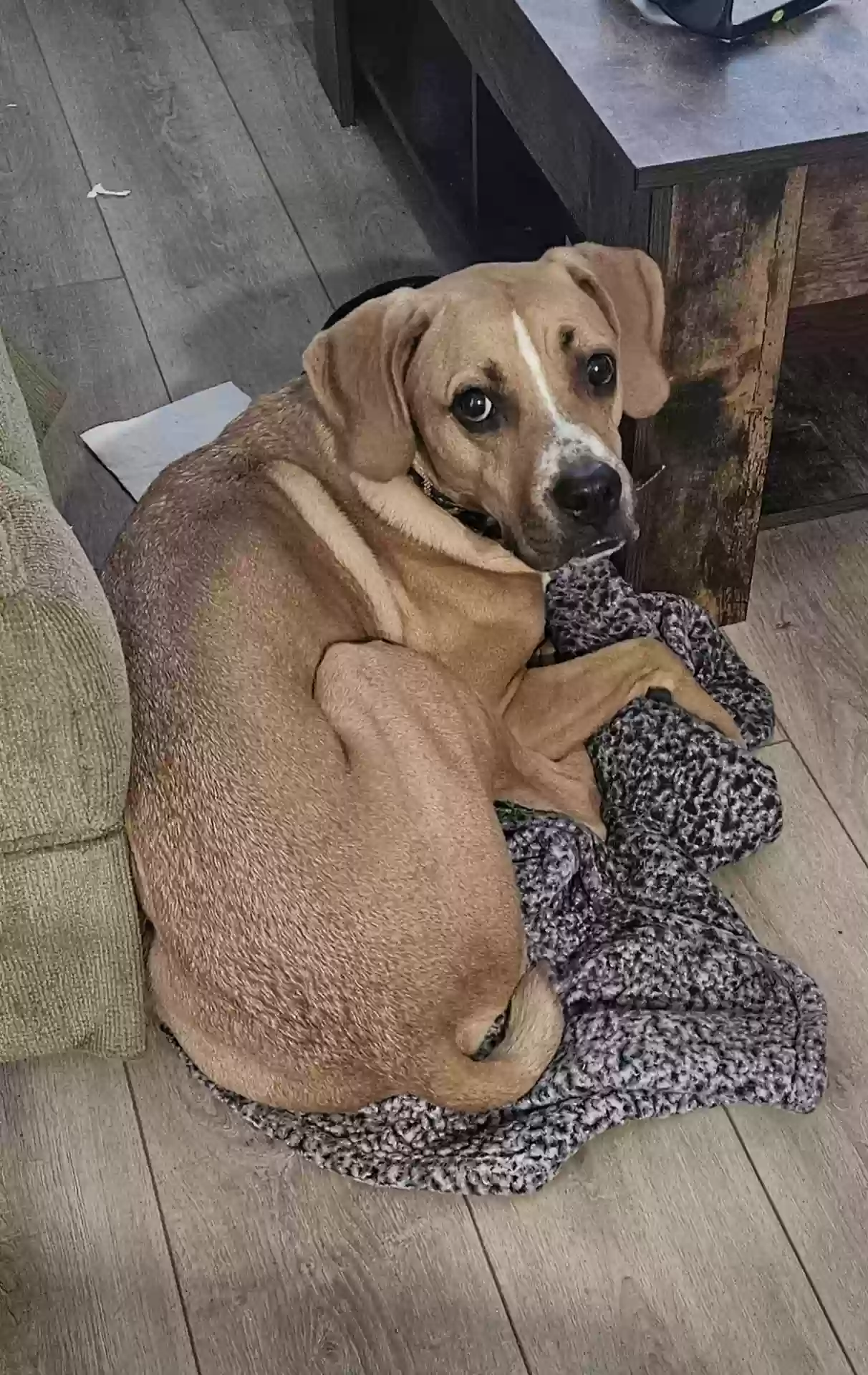 Lost dog in Eclectic, AL, 36024