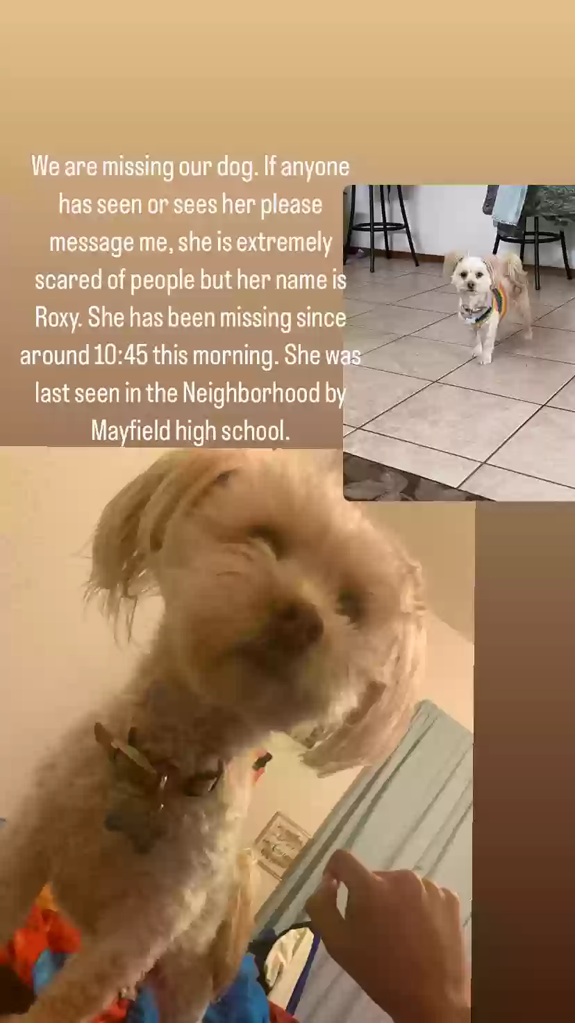 Lost dog in Las Cruces, NM, 88005