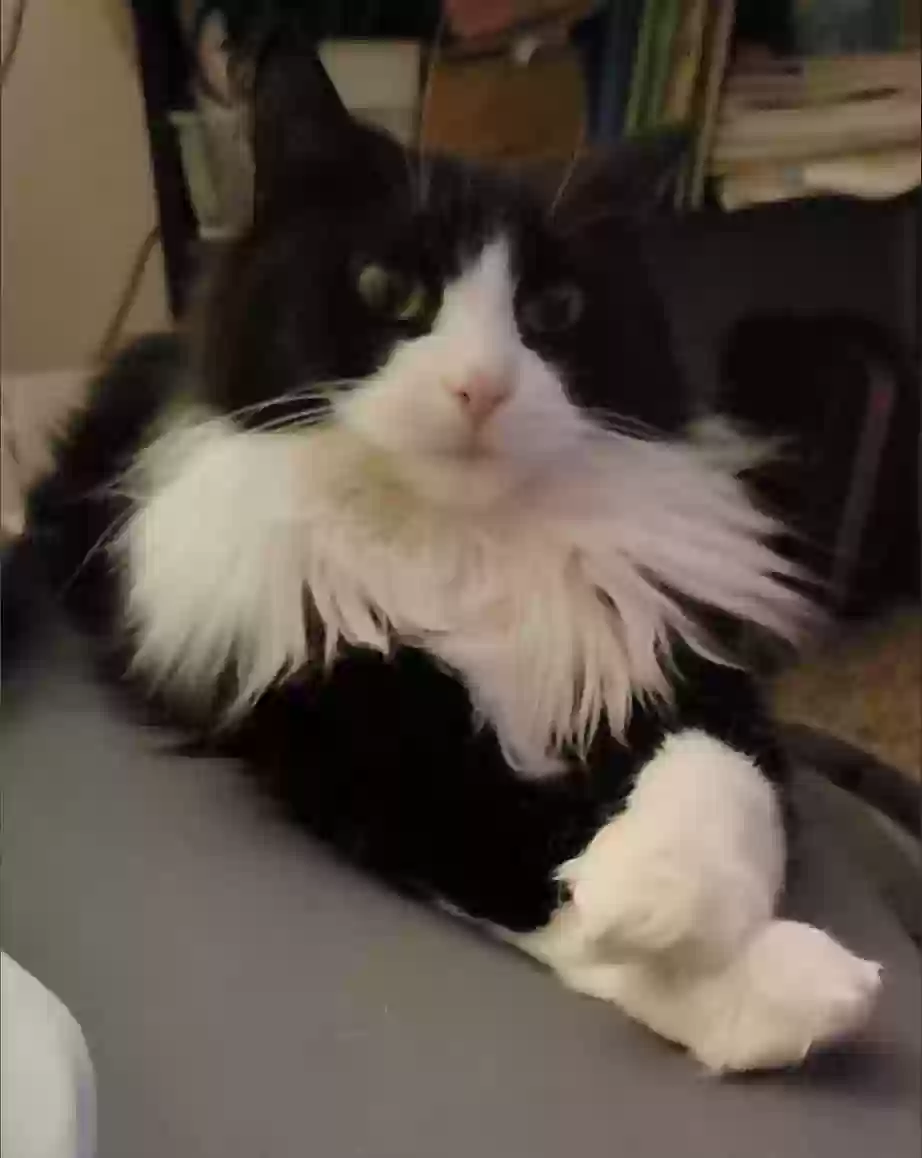 Lost cat in Appleton, WI, 54914
