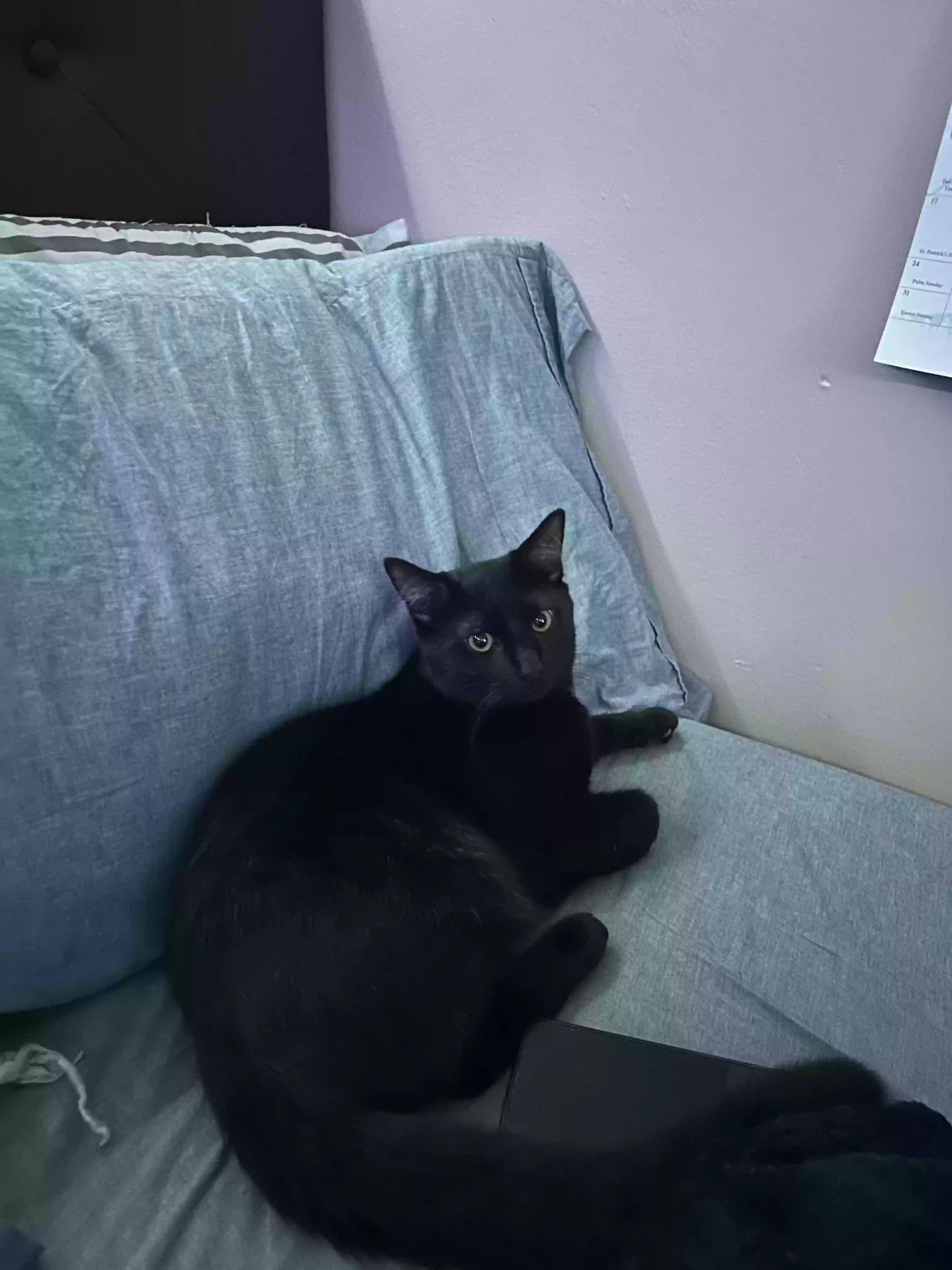 Lost cat in Newport News, VA, 23601