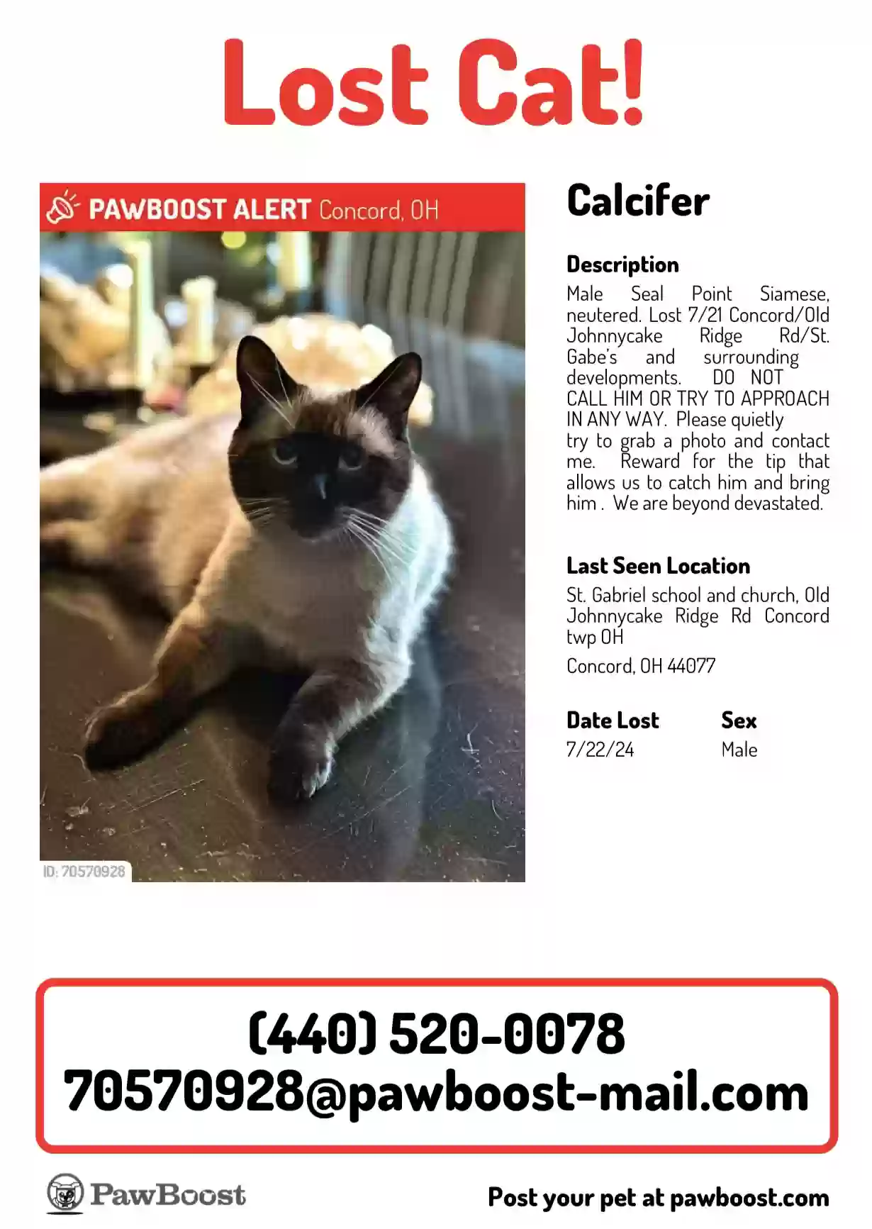 Lost cat in Mentor, OH, 44060
